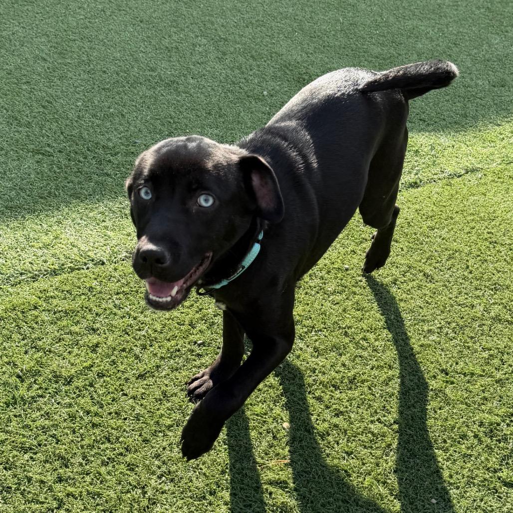 Shy, Adoptable, Puppy Female Mixed Breed.