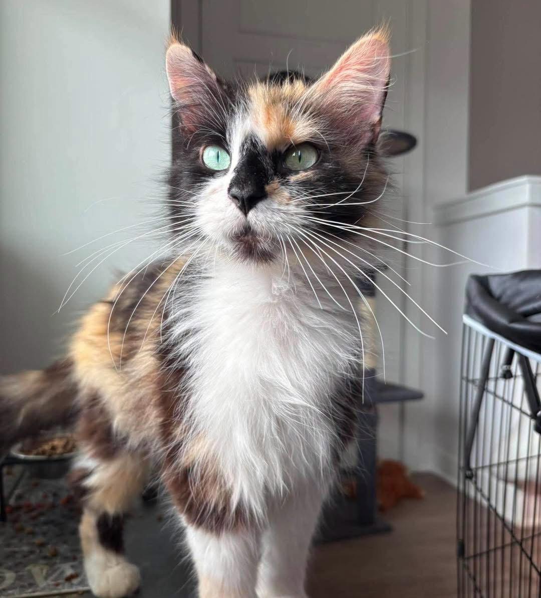 Kiki, Adopted, Adult Female Domestic Short Hair.