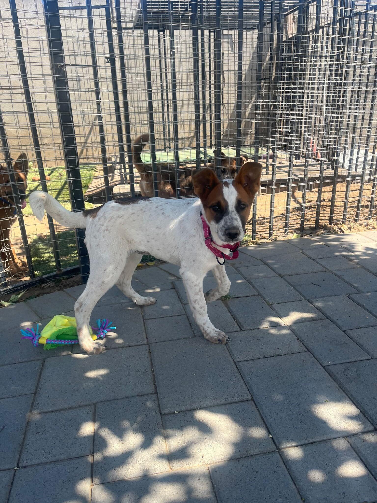 Enlarge Drama, an adopted mixed breed in East Brunswick, NJ image 4/6