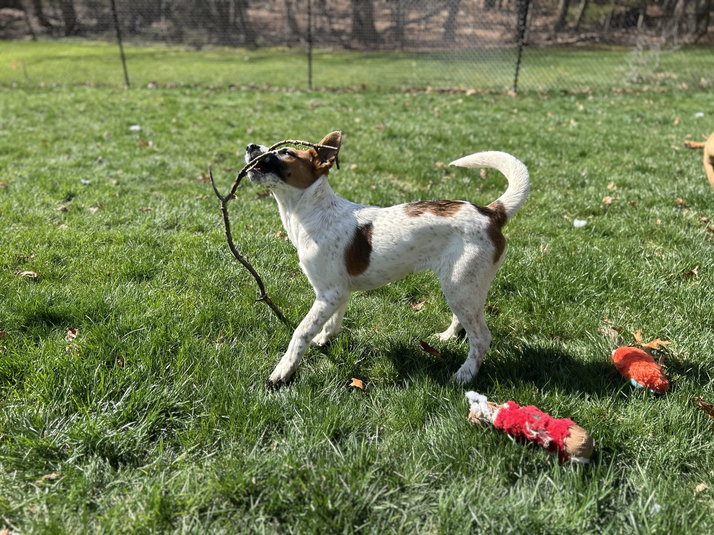 Enlarge Drama, an adopted mixed breed in East Brunswick, NJ image 2/6