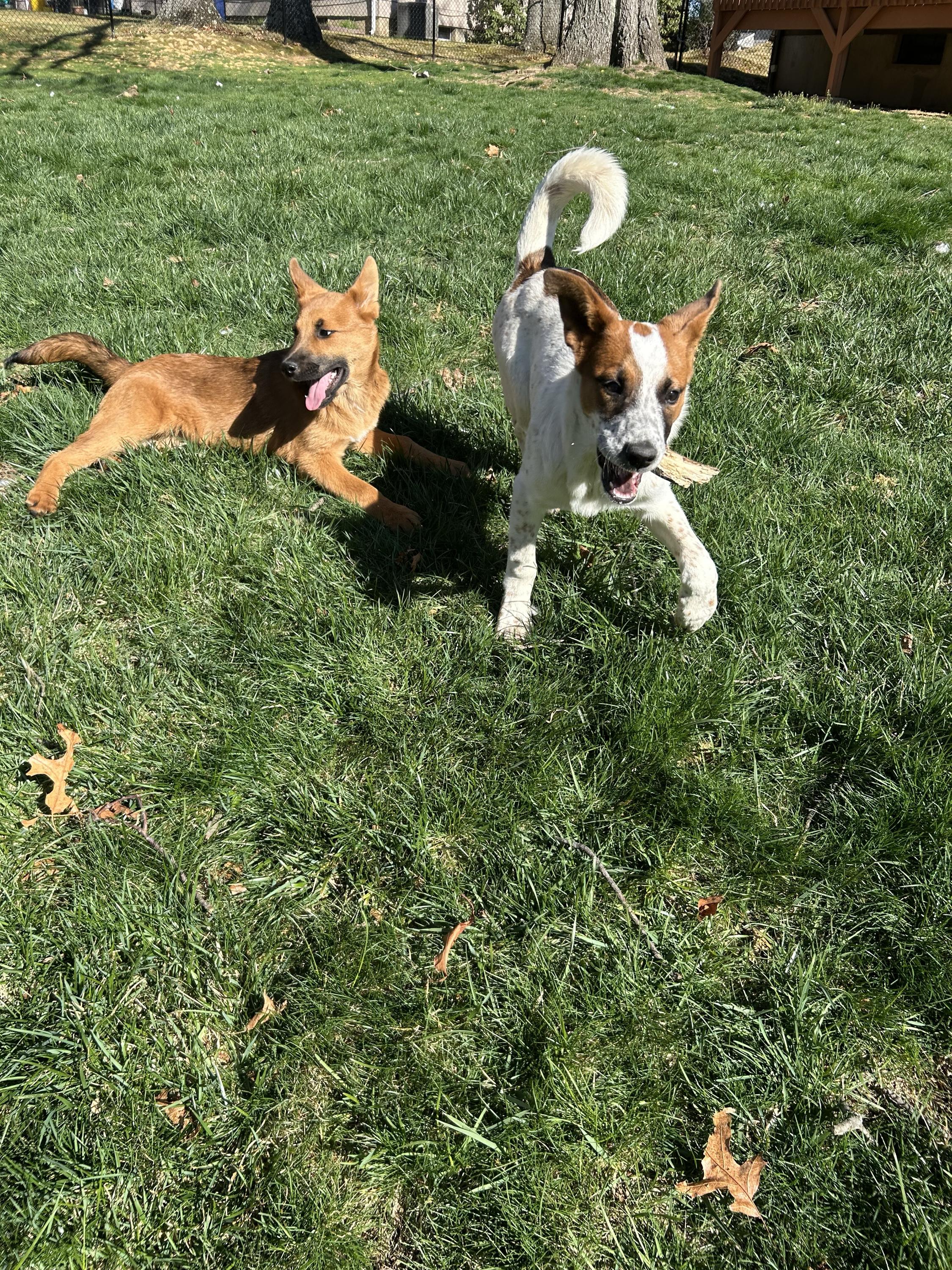 Enlarge Drama, an adopted mixed breed in East Brunswick, NJ image 6/6