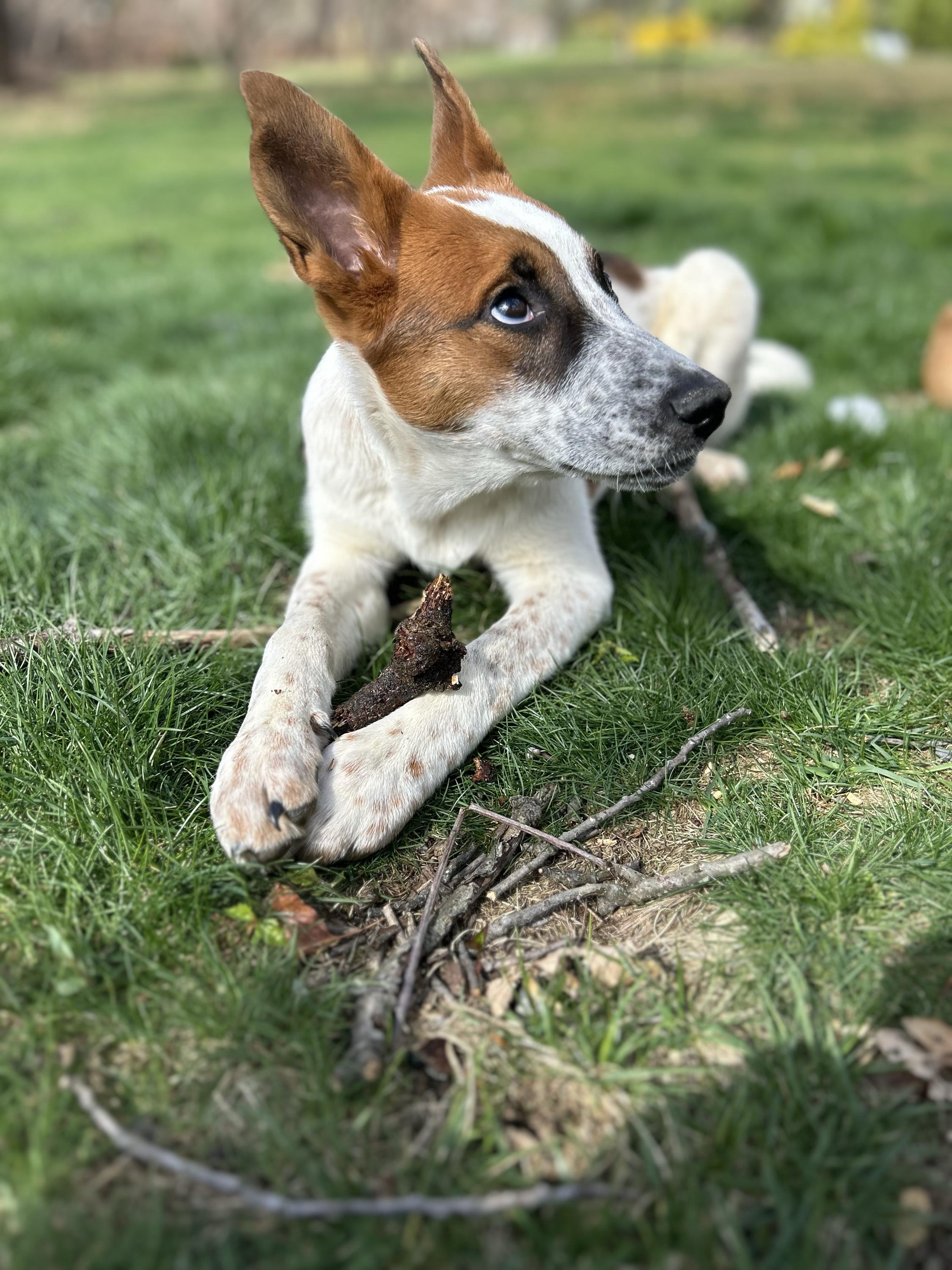 Drama, adopted, Puppy Female German Shepherd Dog & Australian Cattle Dog / Blue Heeler.