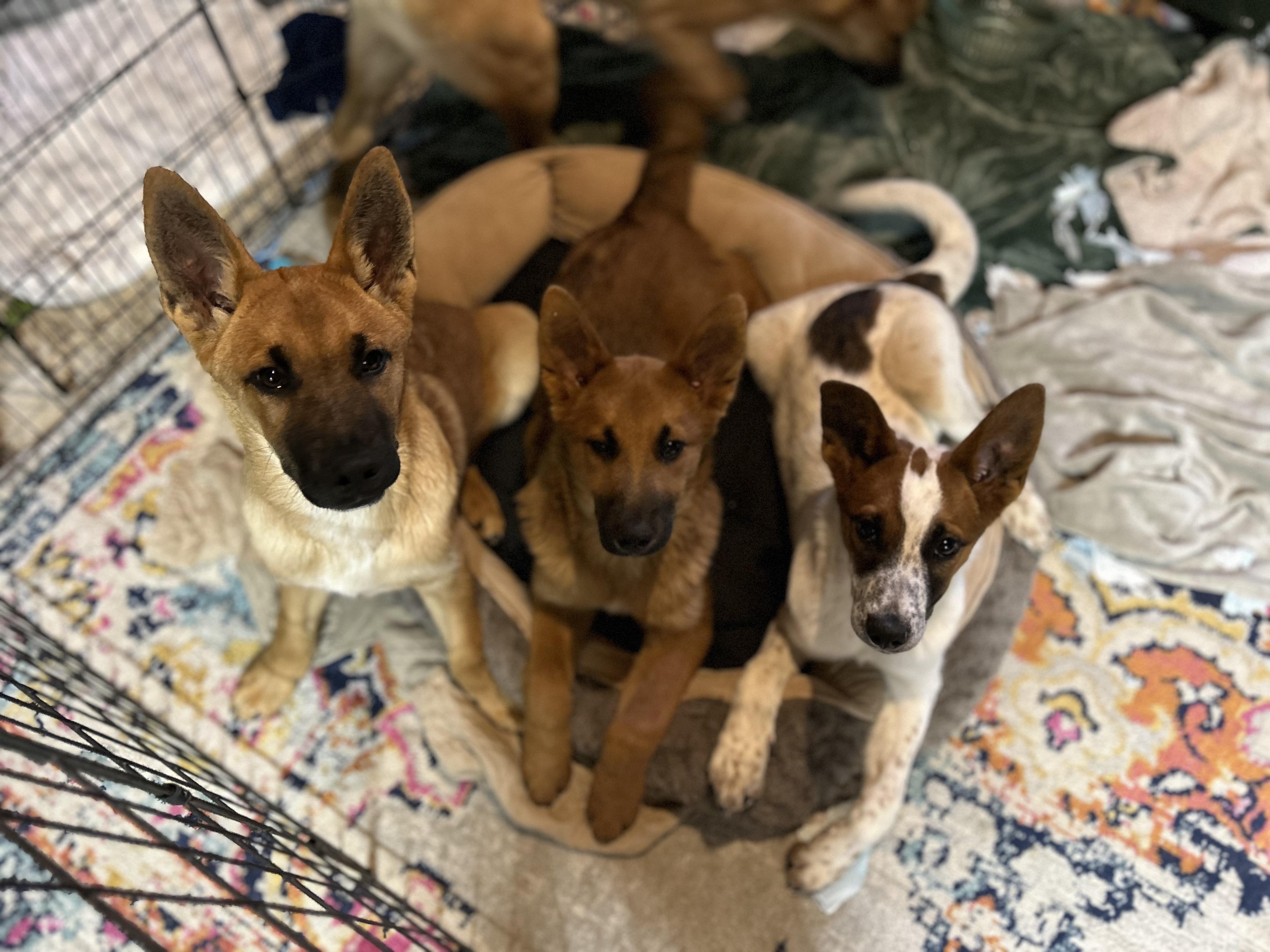 Enlarge Drama, an adopted mixed breed in East Brunswick, NJ image 5/6