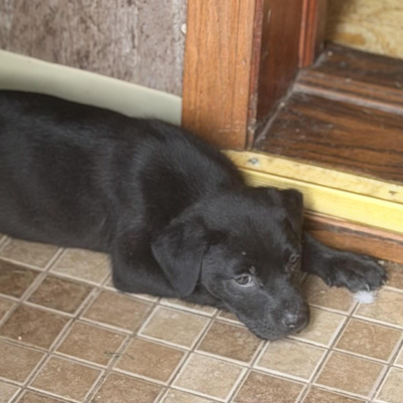 Enlarge Hank, a ADOPTABLE mixed breed in Wilmington, IL image 2/6