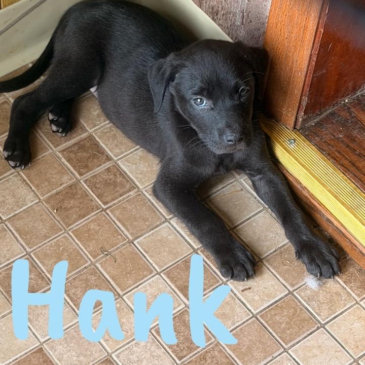 Hank, ADOPTABLE, Puppy Male Pit Bull Terrier.