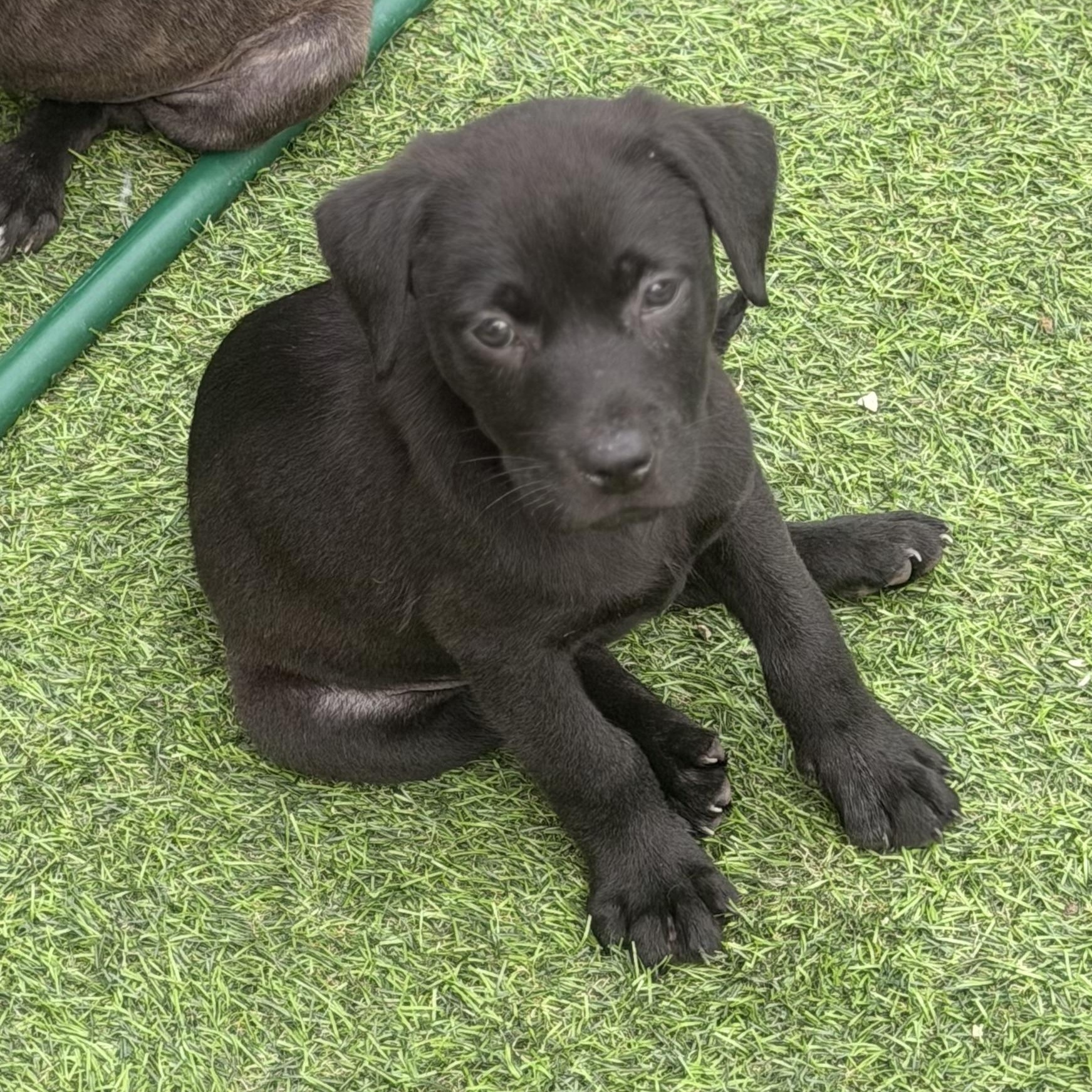 Enlarge Hank, a ADOPTABLE mixed breed in Wilmington, IL image 4/6