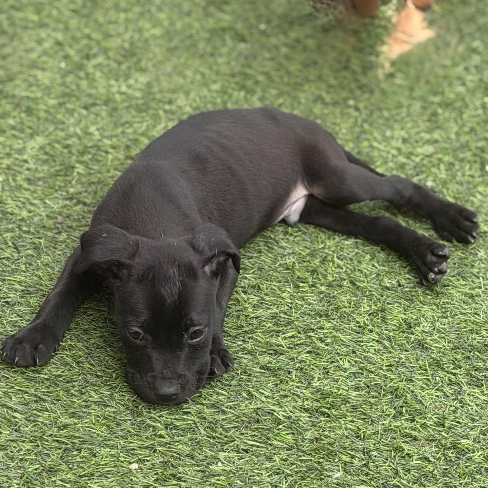 Enlarge Hank, a ADOPTABLE mixed breed in Wilmington, IL image 5/6