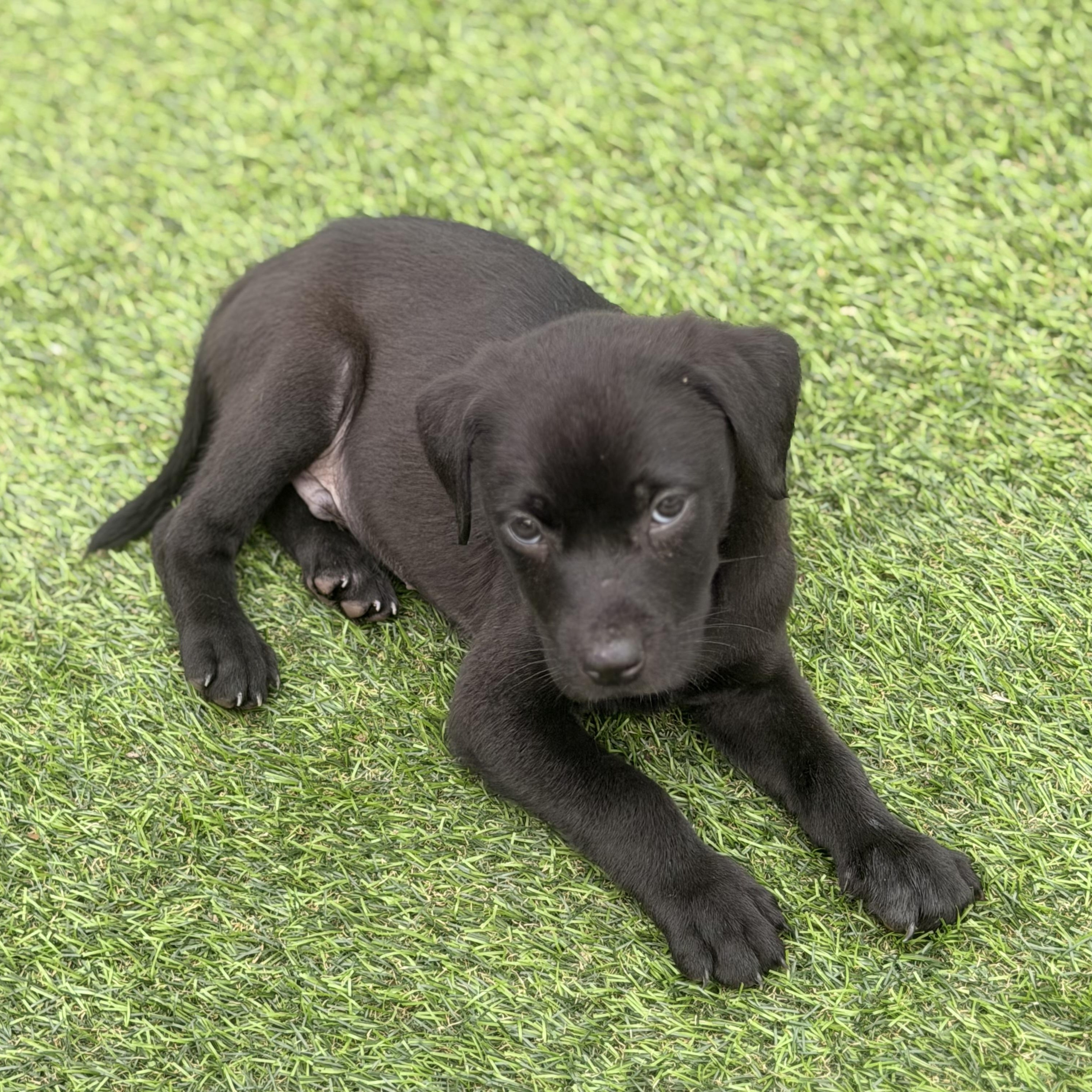 Enlarge Hank, a ADOPTABLE mixed breed in Wilmington, IL image 3/6