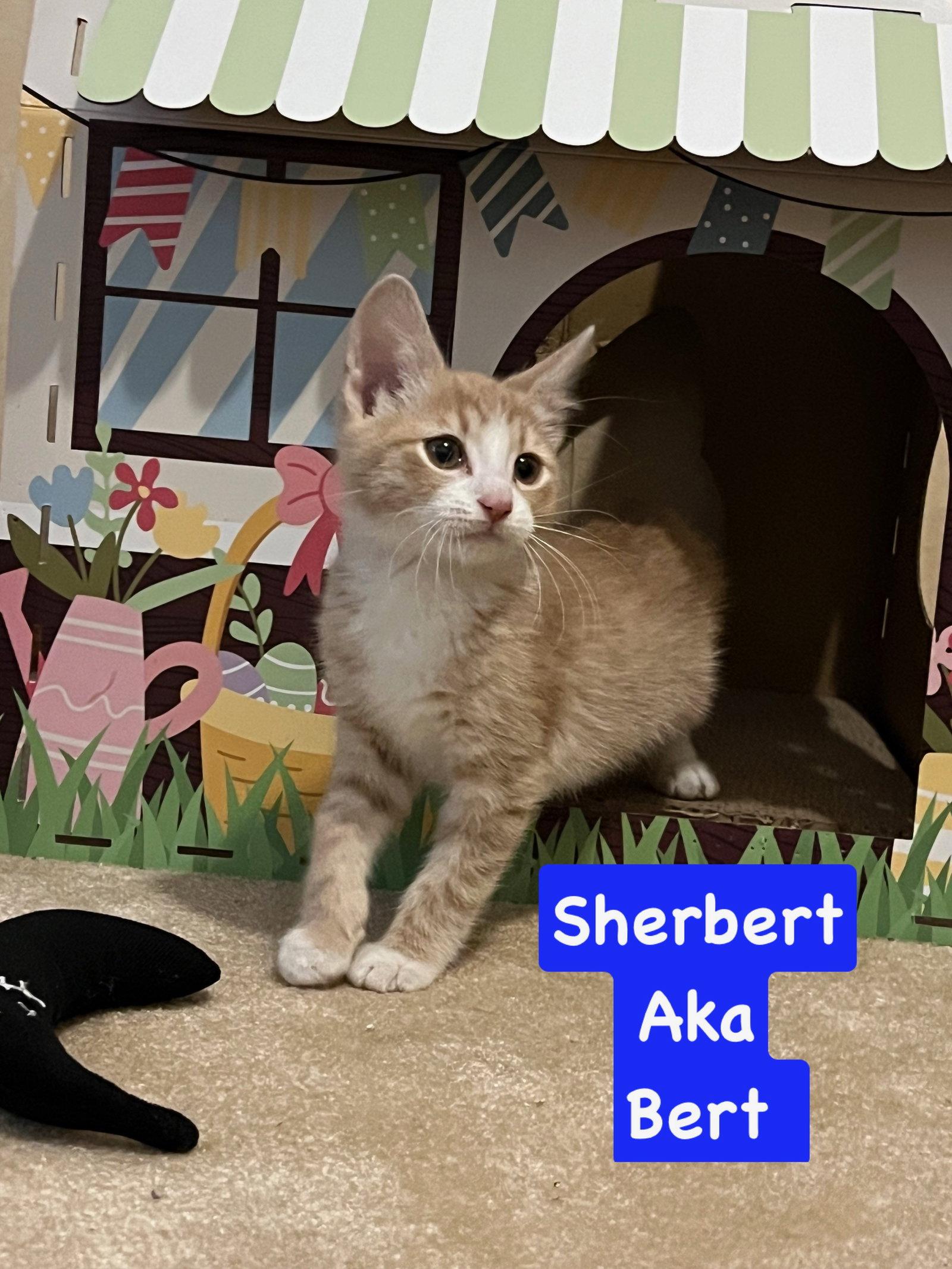 Bert, Adopted, Kitten Male Domestic Short Hair.