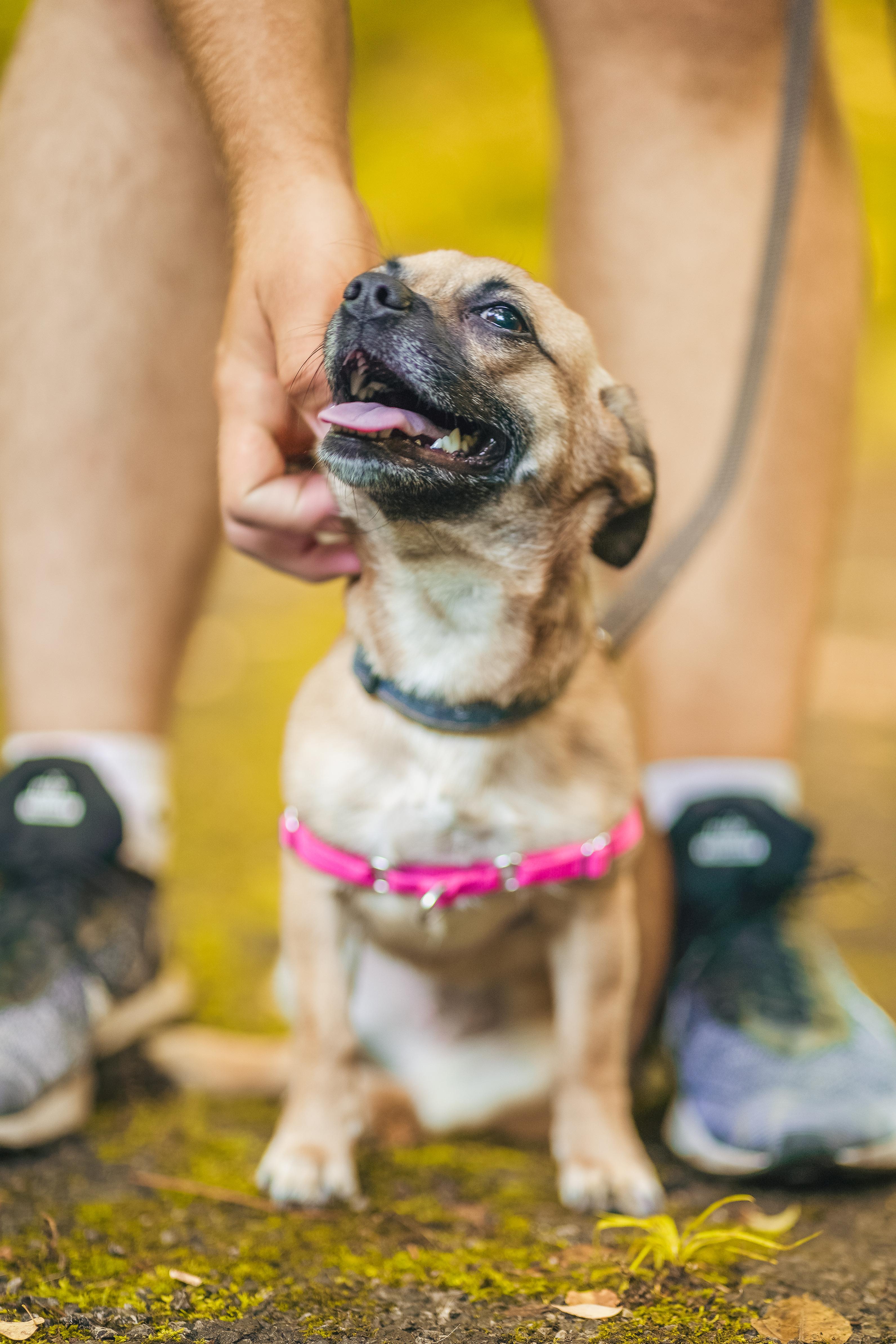 Snookie, a Adopted Chihuahua in Knoxville, TN image 1/4