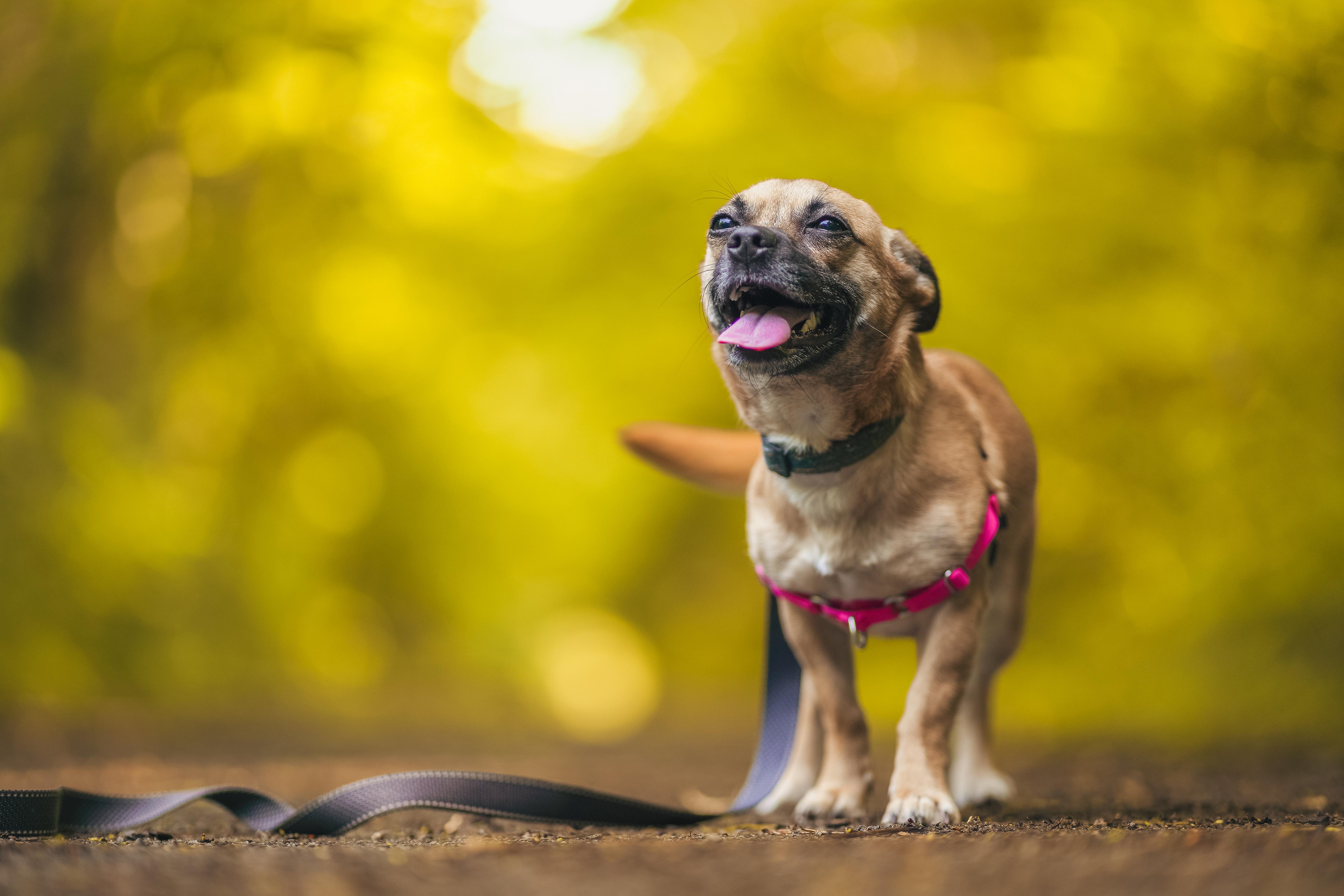 Snookie, a Adopted Chihuahua in Knoxville, TN image 2/4