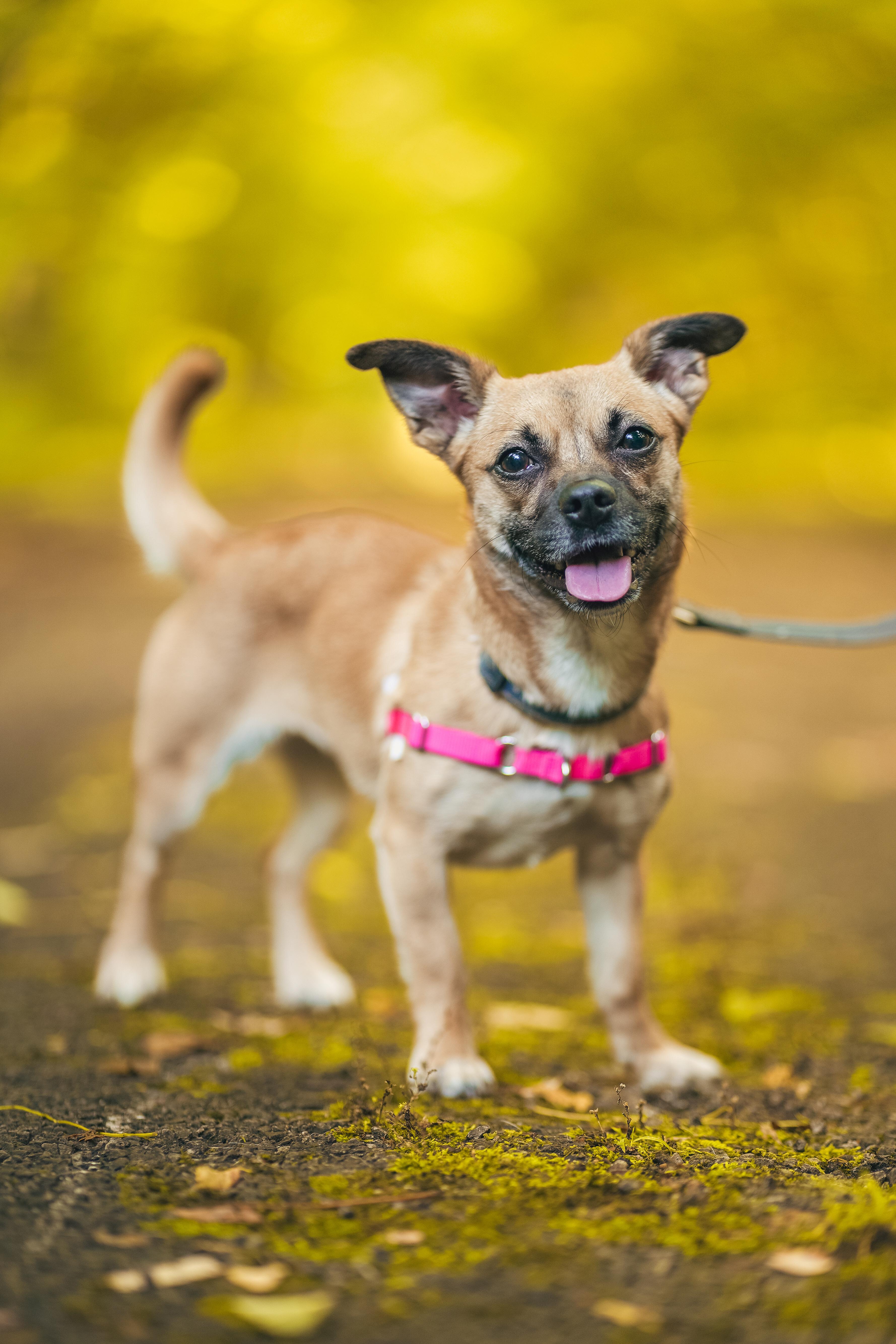 Snookie, a Adopted Chihuahua in Knoxville, TN image 3/4