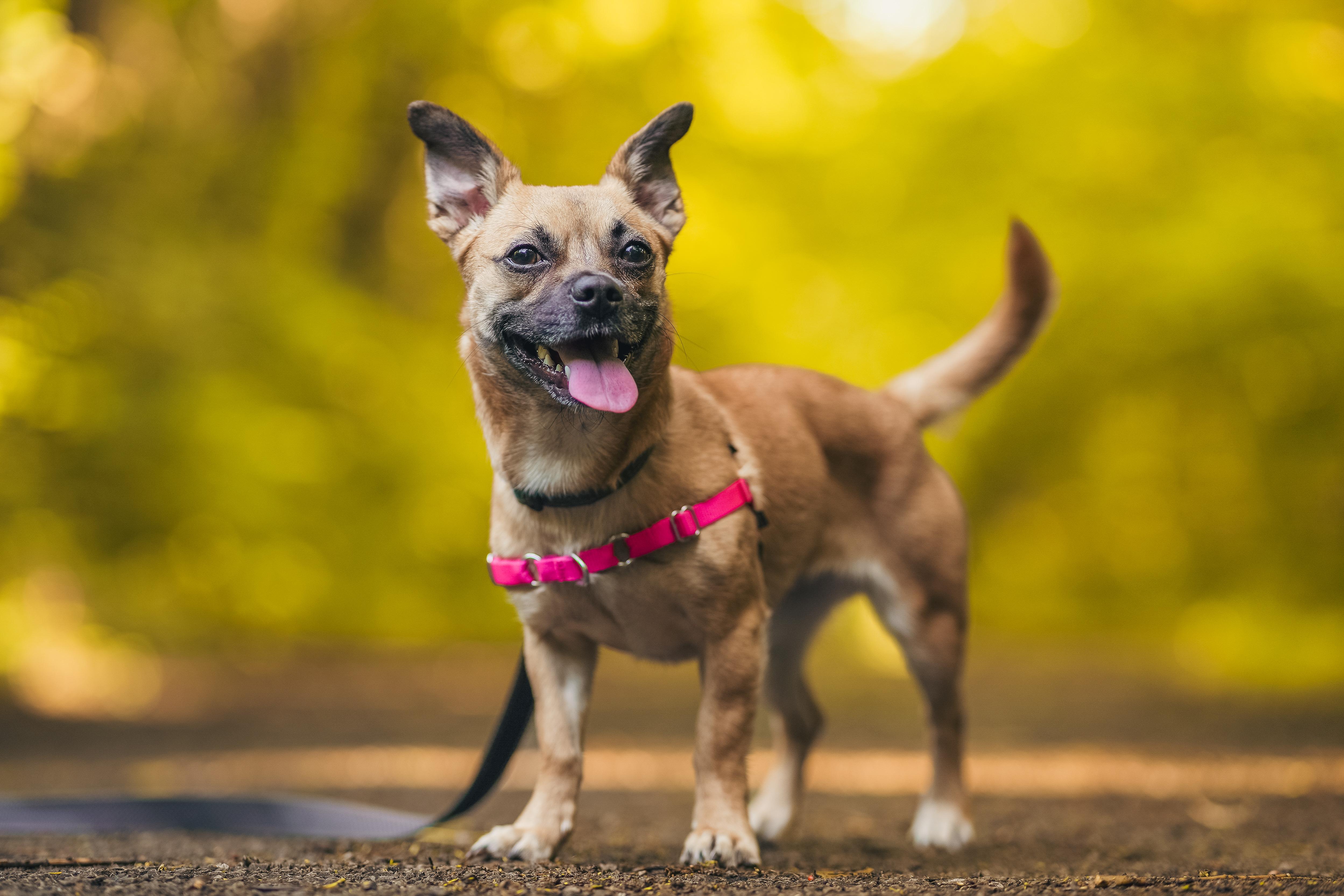 Snookie, a Adopted Chihuahua in Knoxville, TN image 4/4