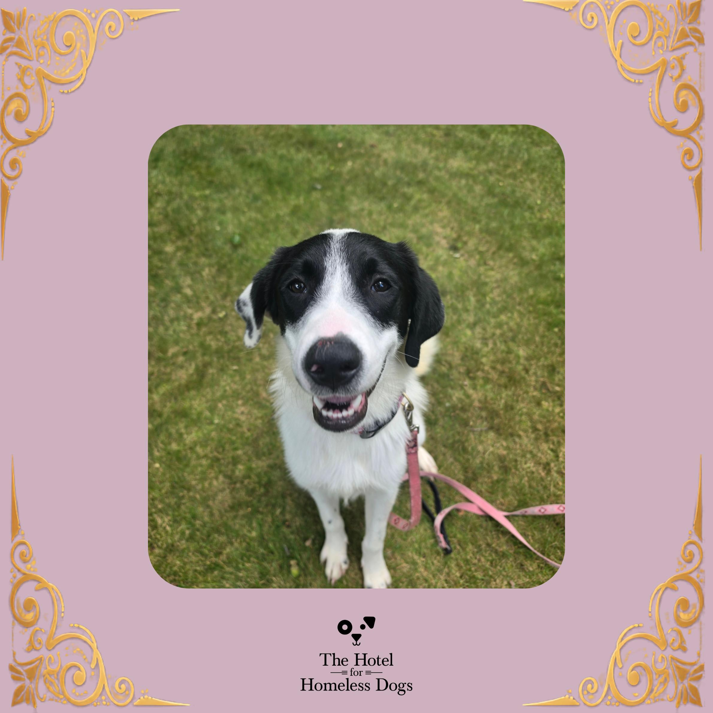 Enlarge Dottie, a Adopted mixed breed in Cumberland, RI image 1/6