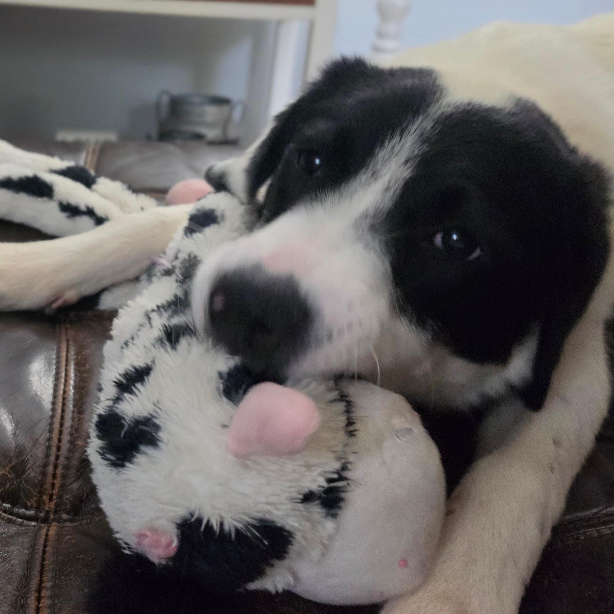 Enlarge Dottie, a Adopted mixed breed in Cumberland, RI image 4/6