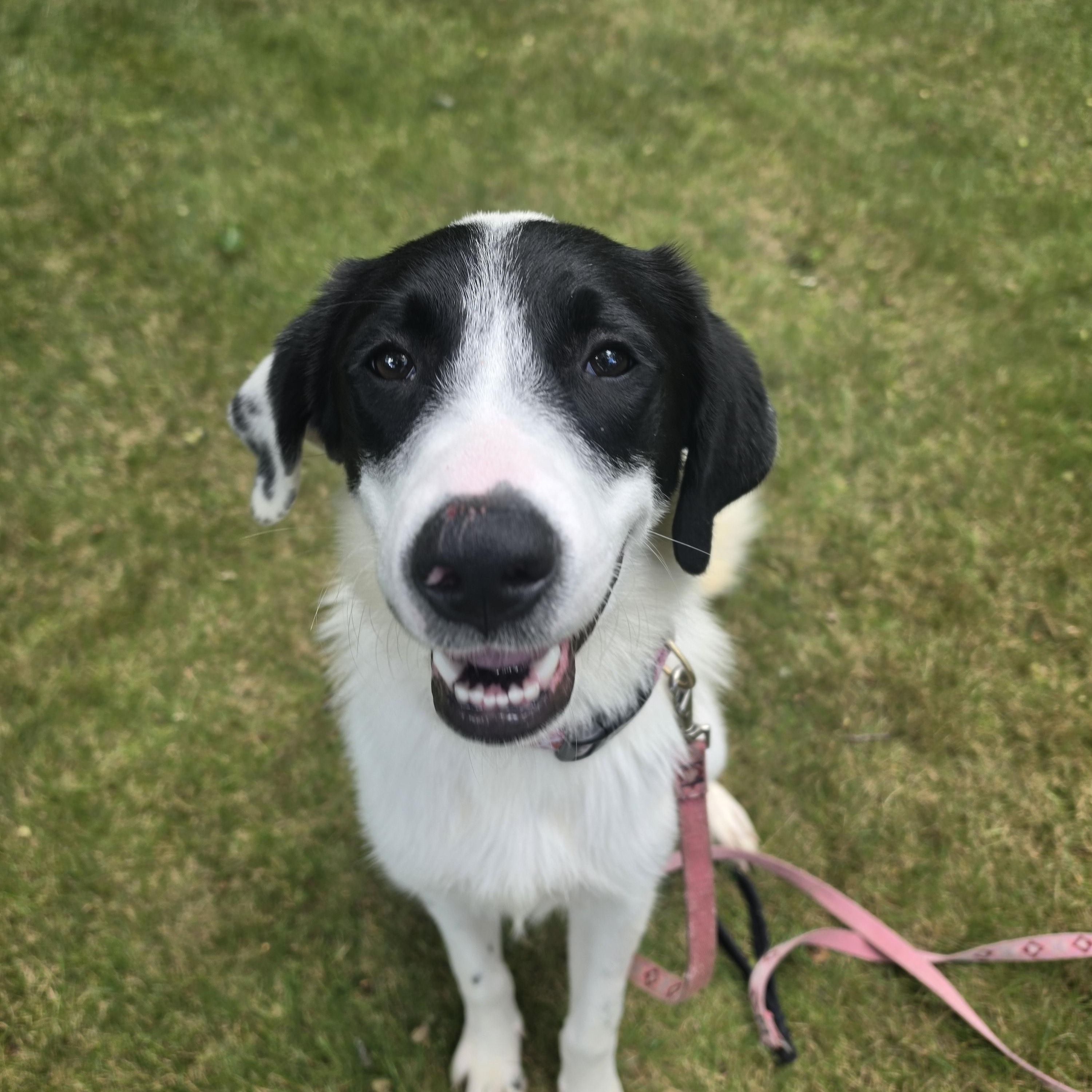 Enlarge Dottie, a Adopted mixed breed in Cumberland, RI image 2/6