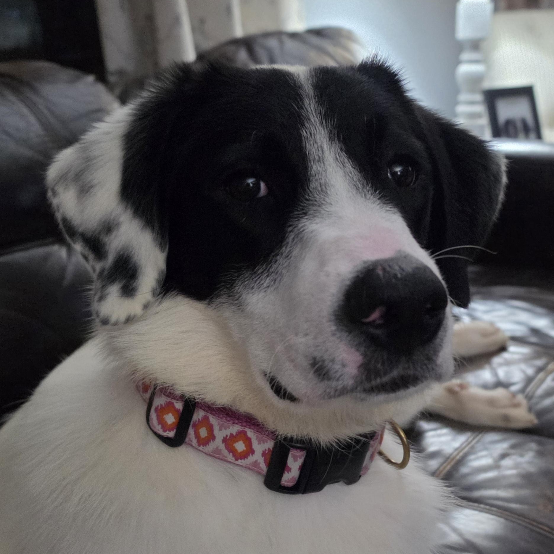 Enlarge Dottie, a Adopted mixed breed in Cumberland, RI image 5/6