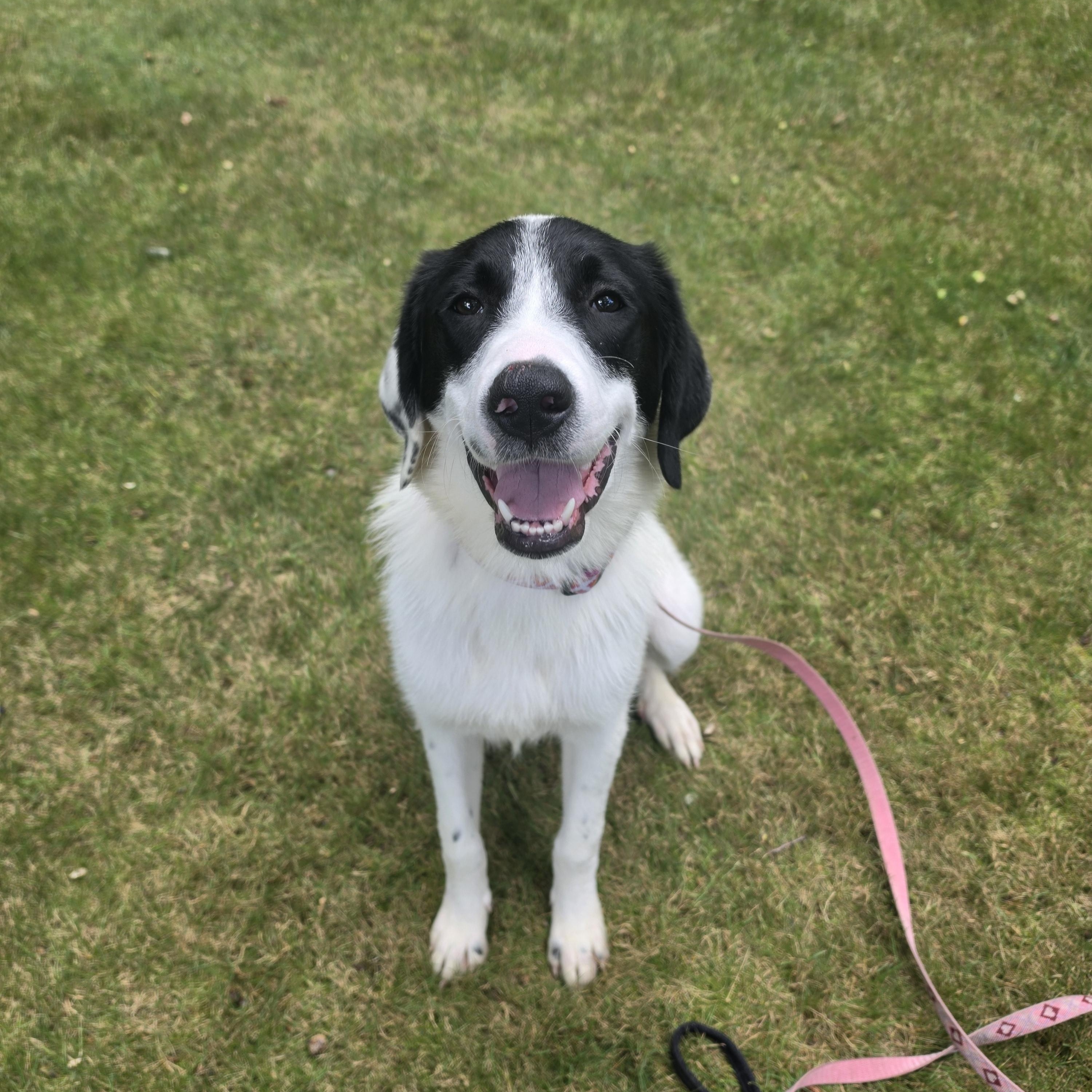 Enlarge Dottie, a Adopted mixed breed in Cumberland, RI image 3/6