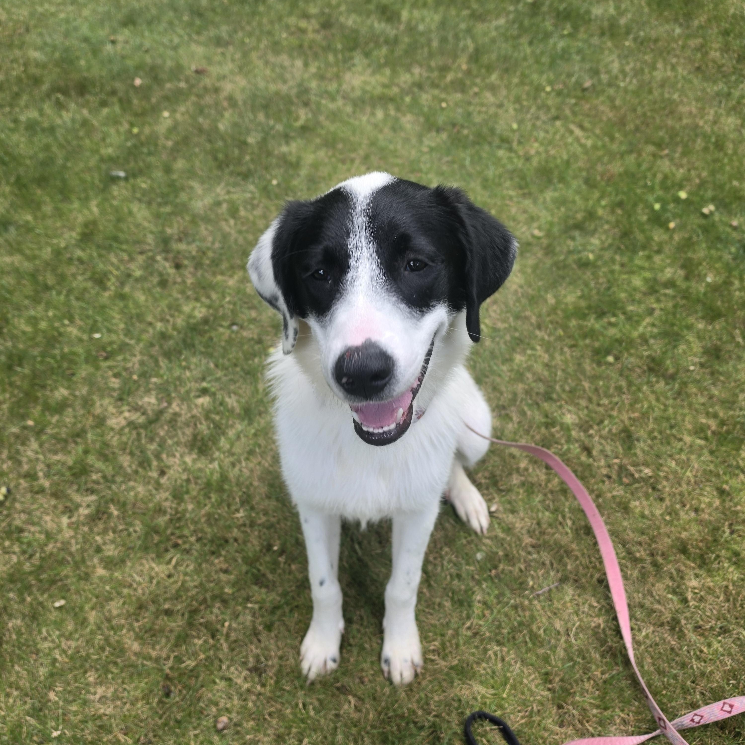 Enlarge Dottie, a Adopted mixed breed in Cumberland, RI image 6/6