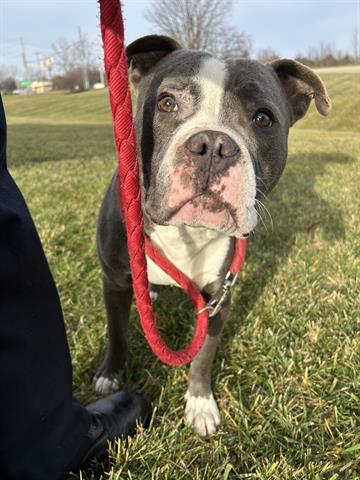 NIGEL, Adoptable, Young Male Pit Bull Terrier.