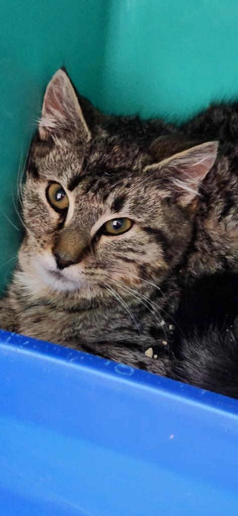 Jada, a Adoptable mixed breed in Walnutport, PA image 1/5