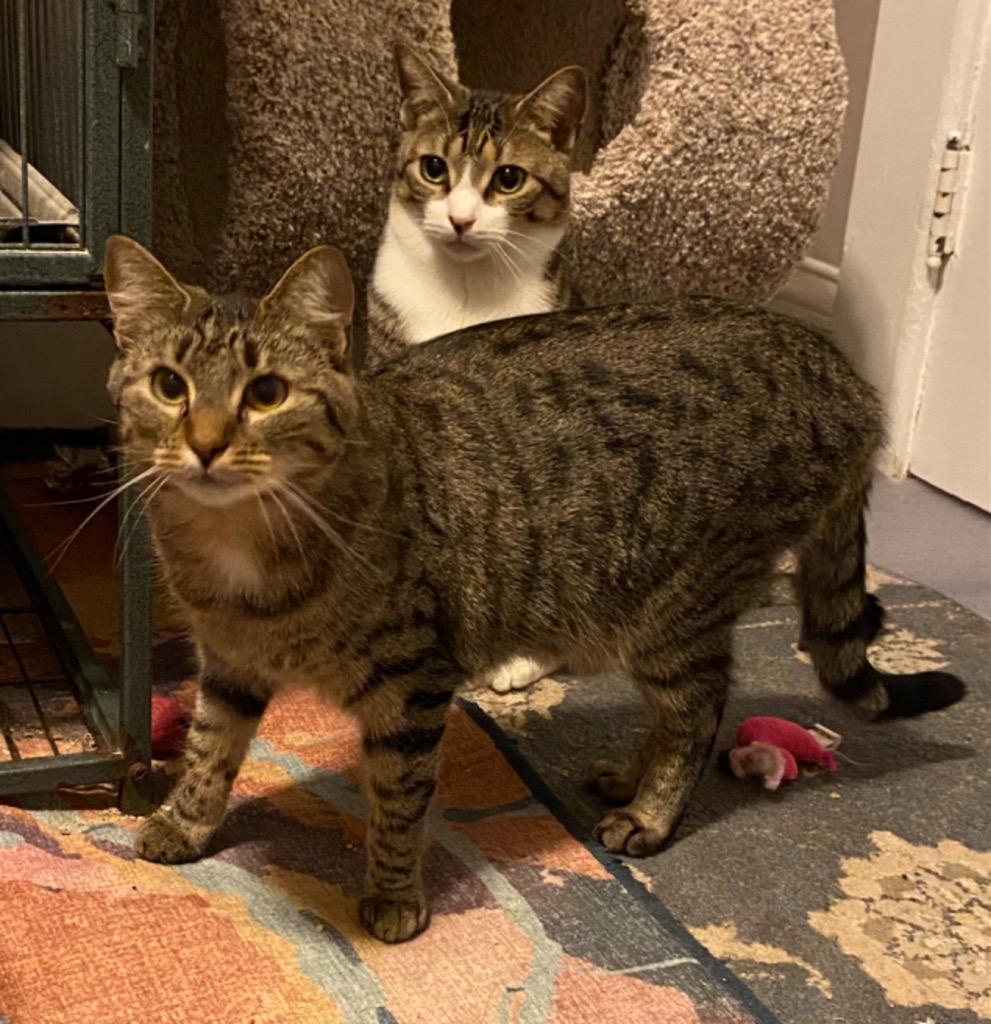 Jada, a Adoptable mixed breed in Walnutport, PA image 3/5