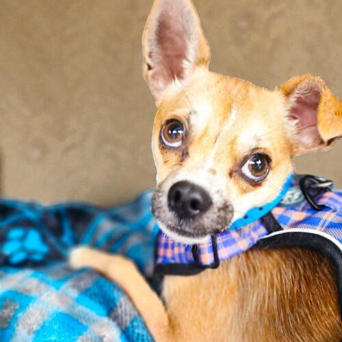 Dudley, a Adoptable Chihuahua in Memphis, TN image 1/2