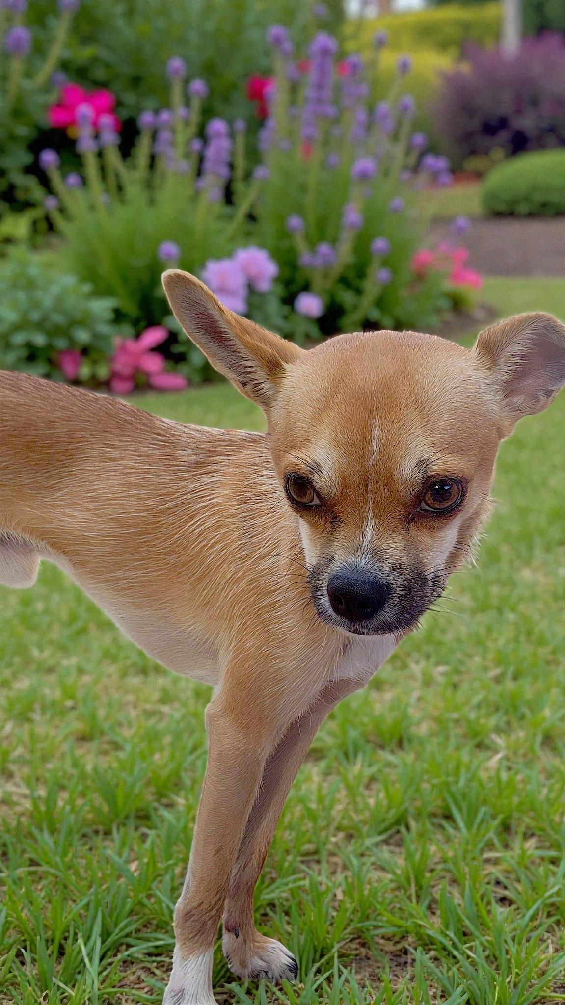 Dudley, a Adoptable Chihuahua in Memphis, TN image 2/2