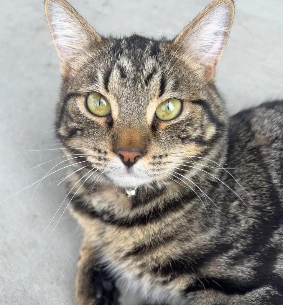 Ziggy, an adoptable Domestic Short Hair in Pasco, WA, 99301 | Photo Image 1