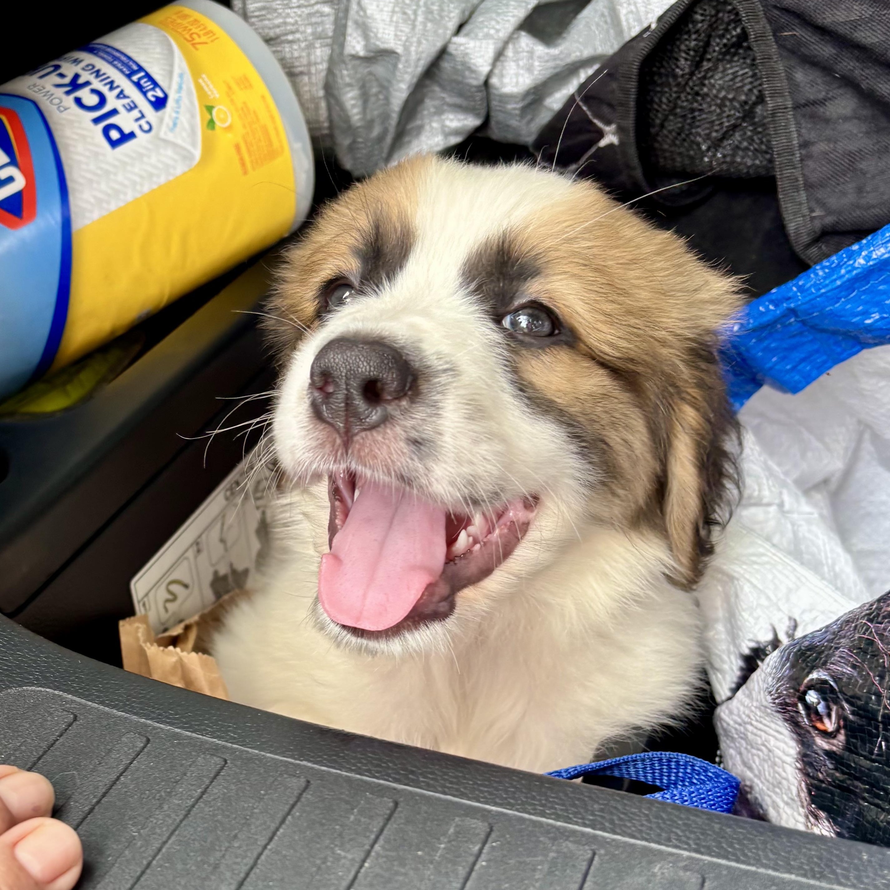 Enlarge Oopsie, an adopted Saint Bernard in Providence, RI image 2/5