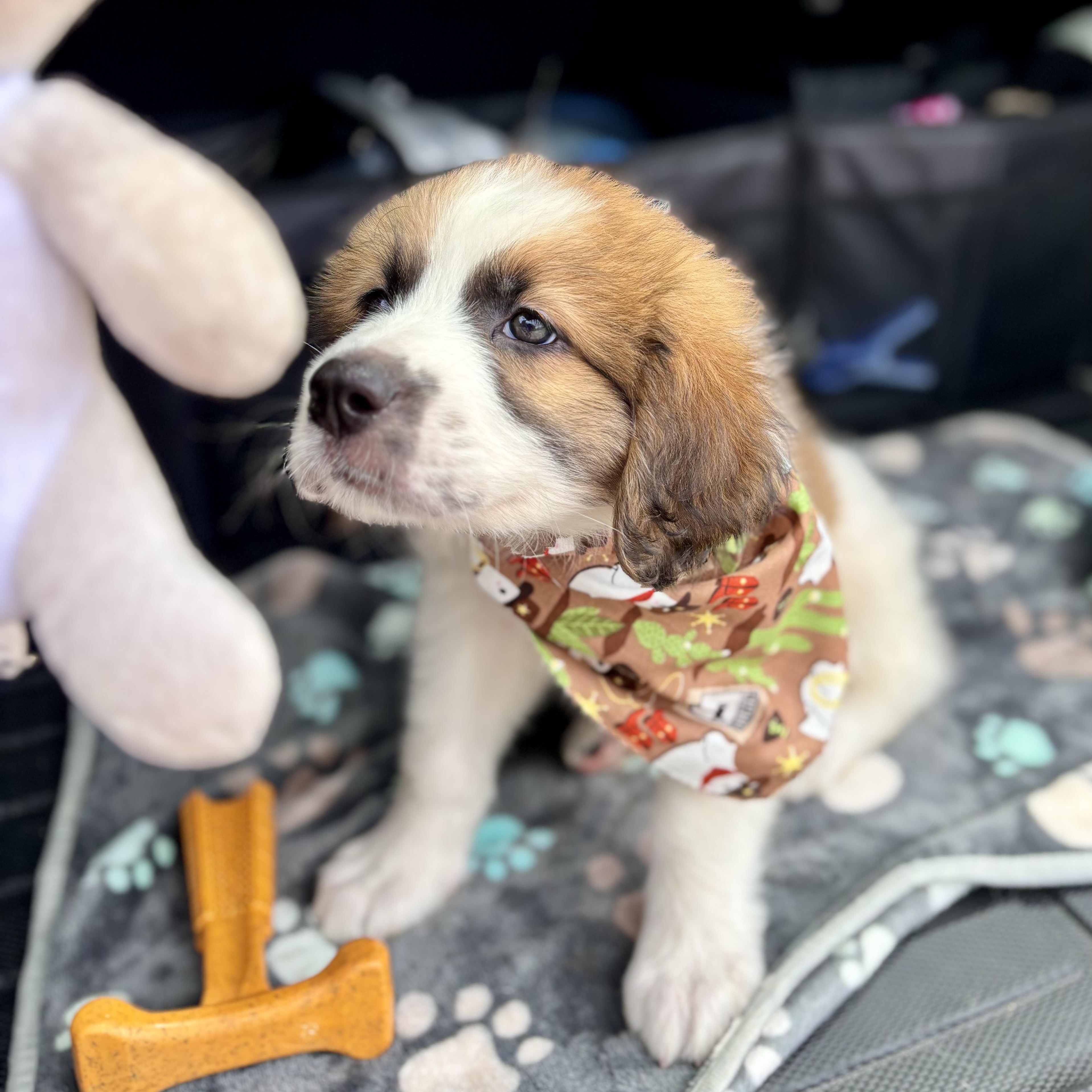 Enlarge Oopsie, an adopted Saint Bernard in Providence, RI image 5/5