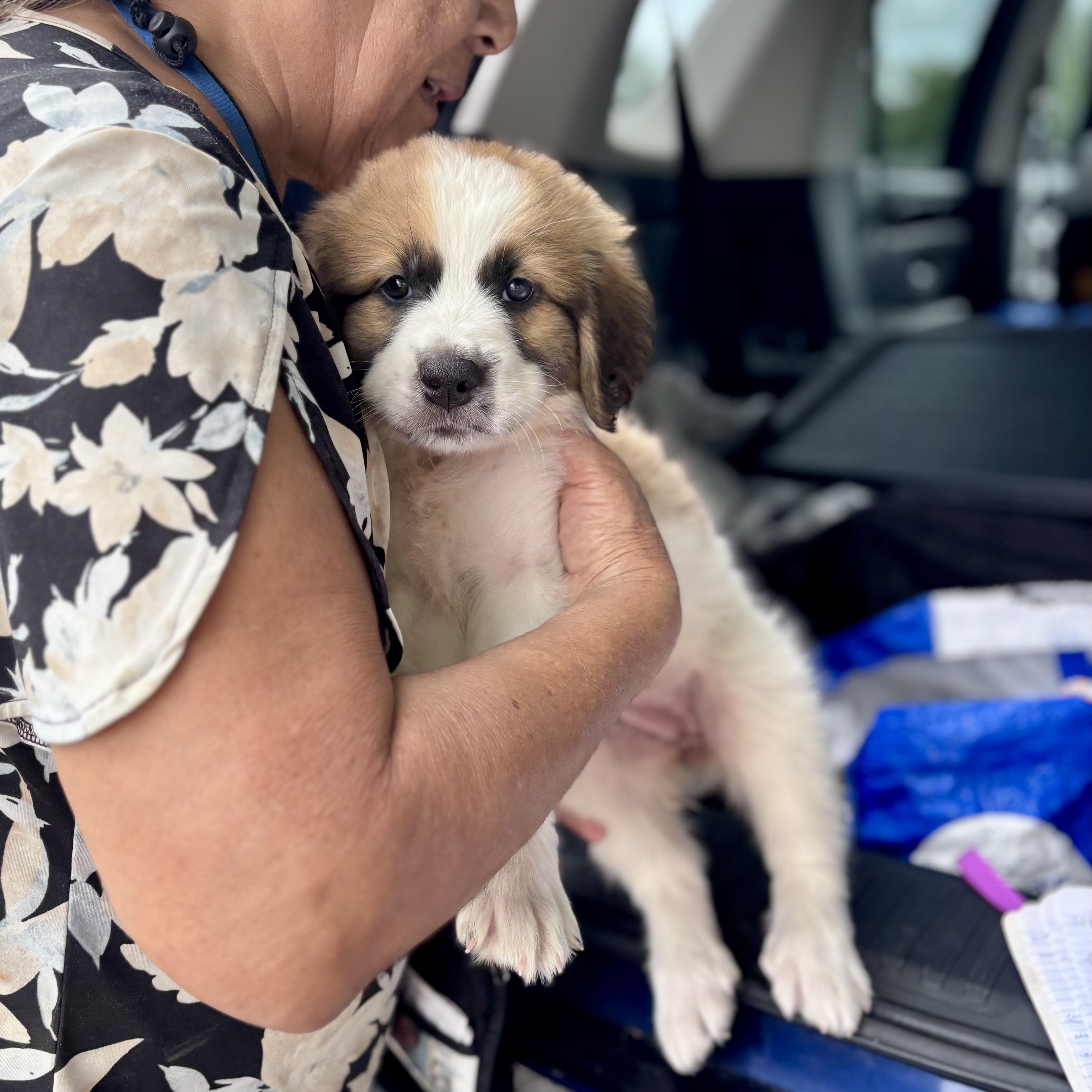 Enlarge Oopsie, an adopted Saint Bernard in Providence, RI image 4/5