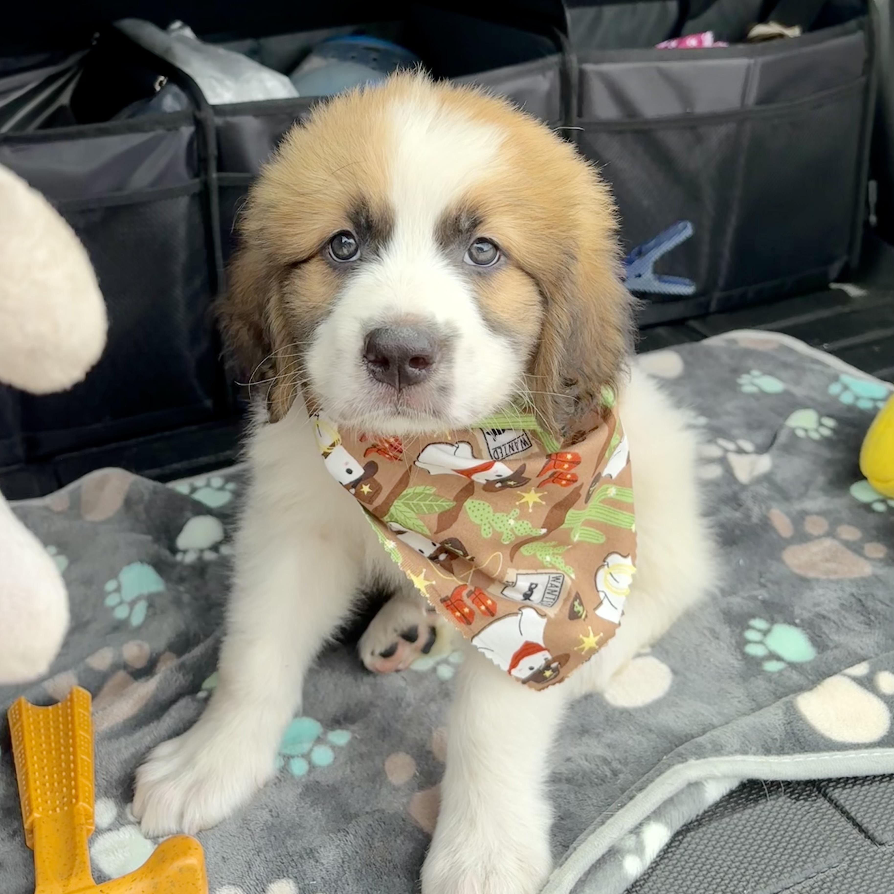 Enlarge Oopsie, an adopted Saint Bernard in Providence, RI image 1/5