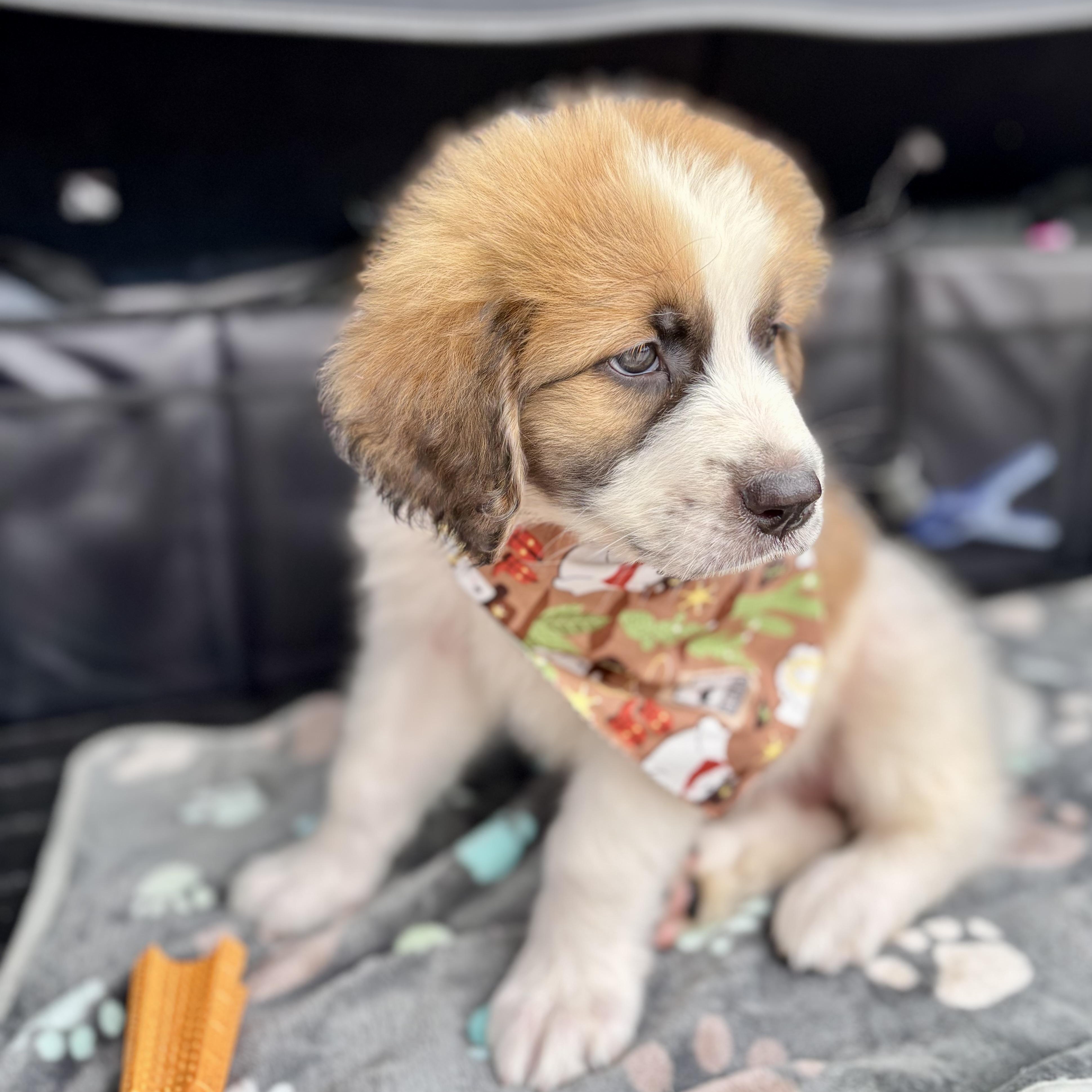 Enlarge Oopsie, an adopted Saint Bernard in Providence, RI image 3/5