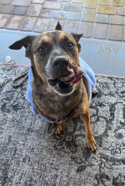 Enlarge Rosco, a Adoptable Shepherd in Phoenix, AZ image 1/6