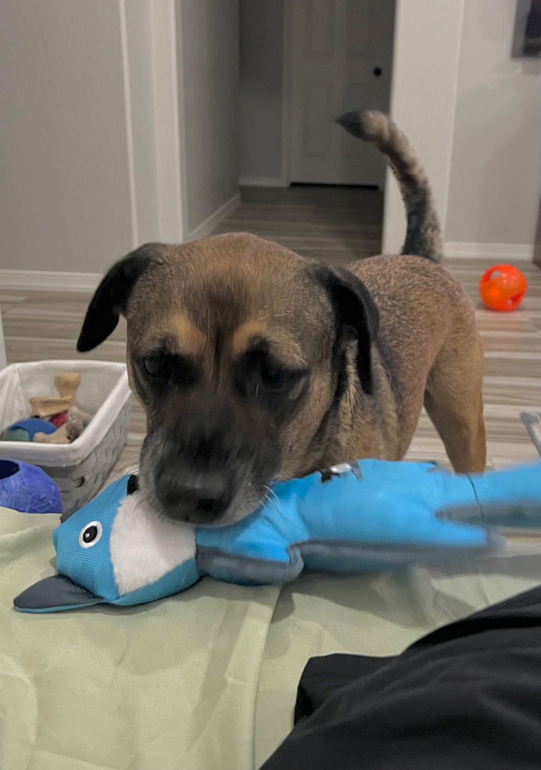 Enlarge Rosco, a Adoptable Shepherd in Phoenix, AZ image 2/6