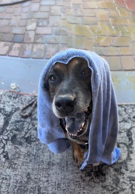 Enlarge Rosco, a Adoptable Shepherd in Phoenix, AZ image 3/6