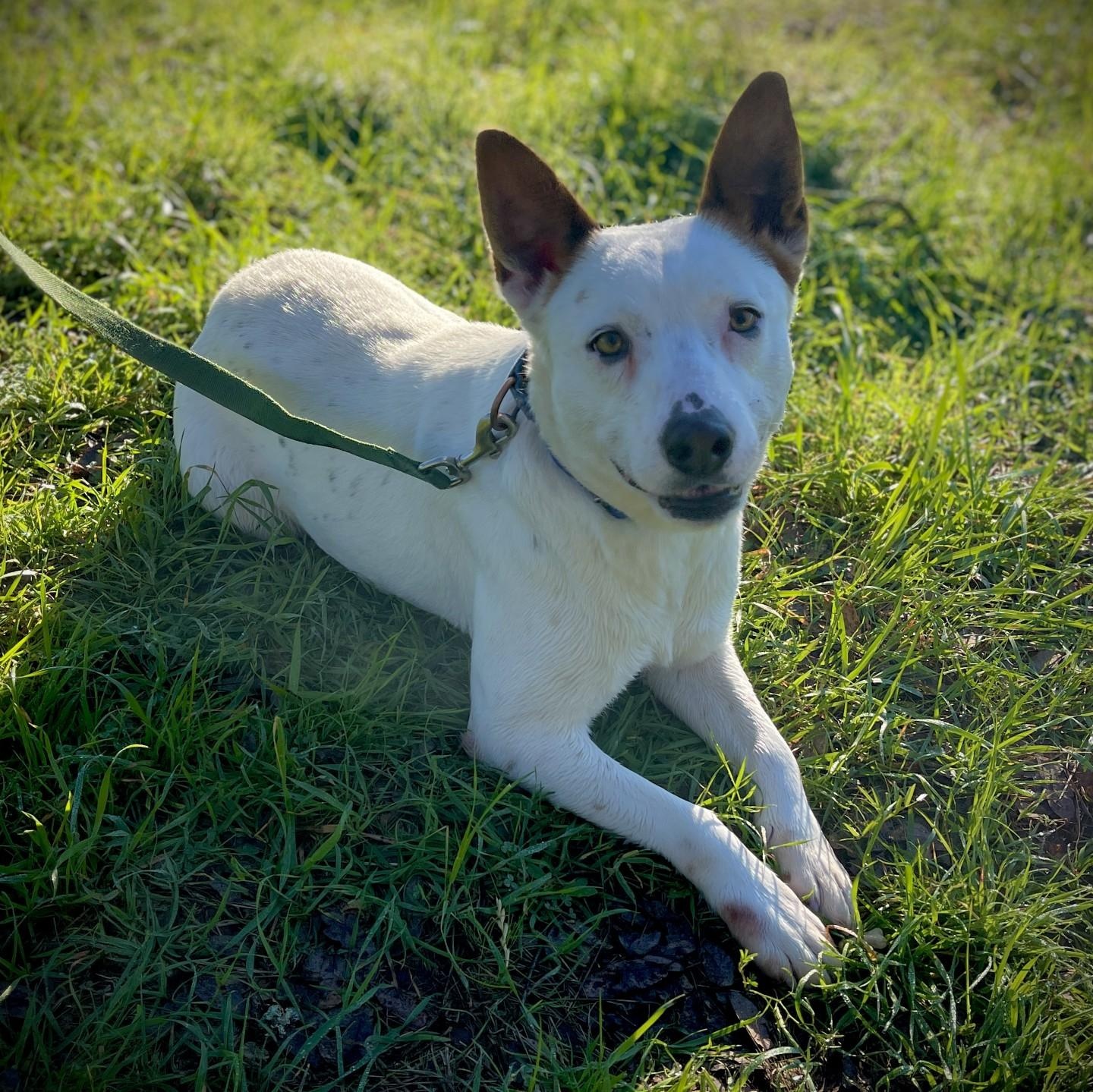 Enlarge Yodi, a ADOPTABLE mixed breed in San Andreas, CA image 2/3