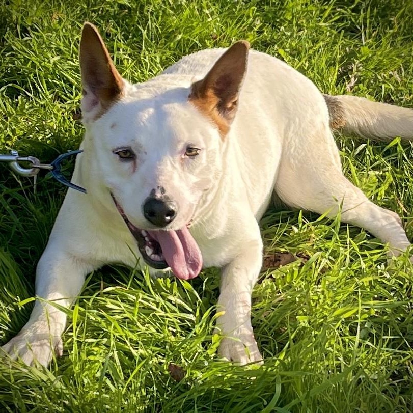 Enlarge Yodi, a ADOPTABLE mixed breed in San Andreas, CA image 3/3
