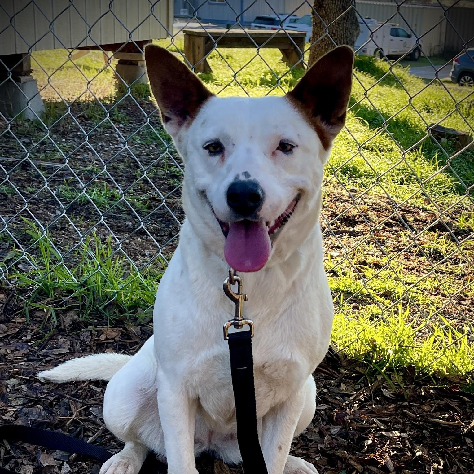Yodi, ADOPTABLE, Adult Female Cattle Dog.