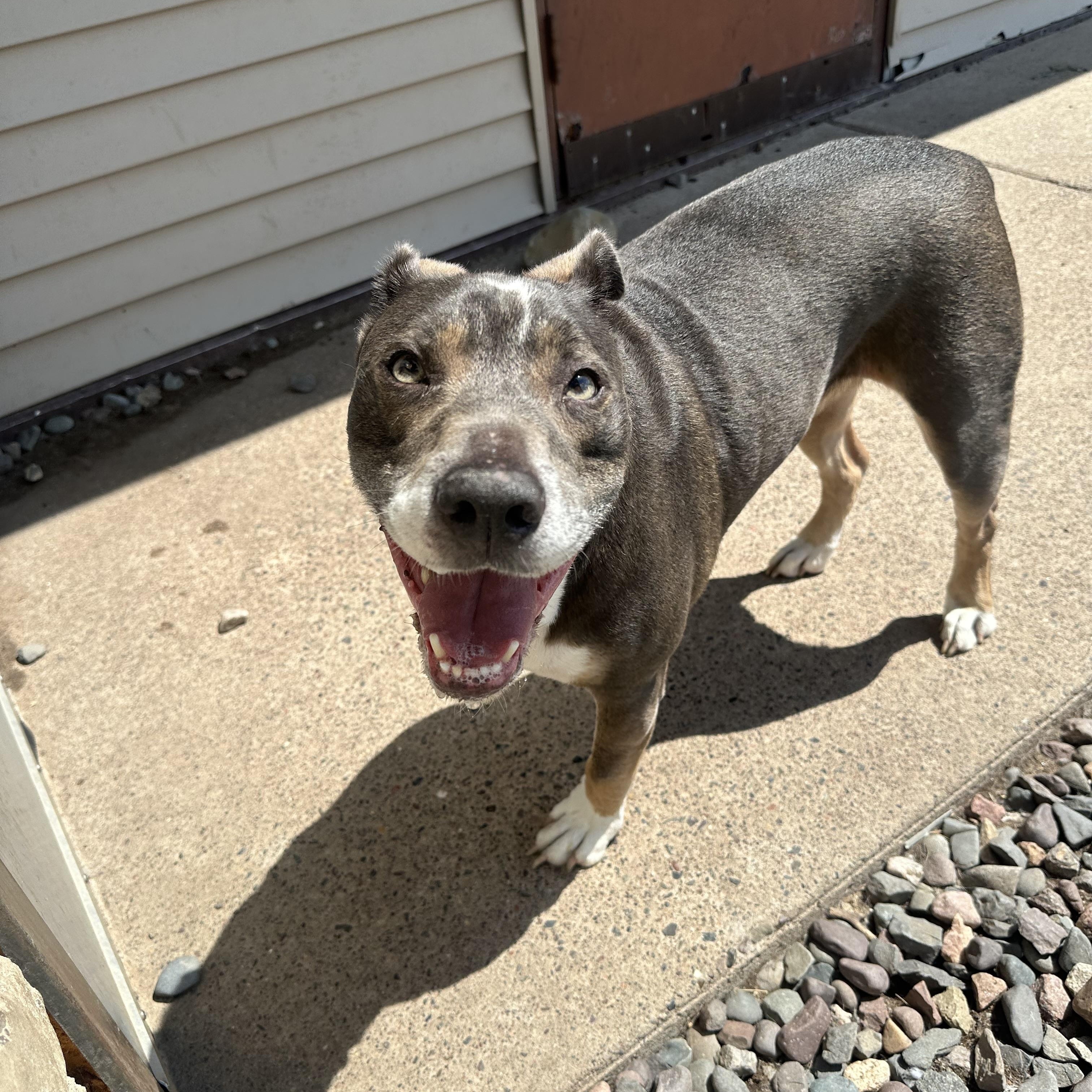 Enlarge Cub, a Adoptable mixed breed in Chippewa Falls, WI image 1/3