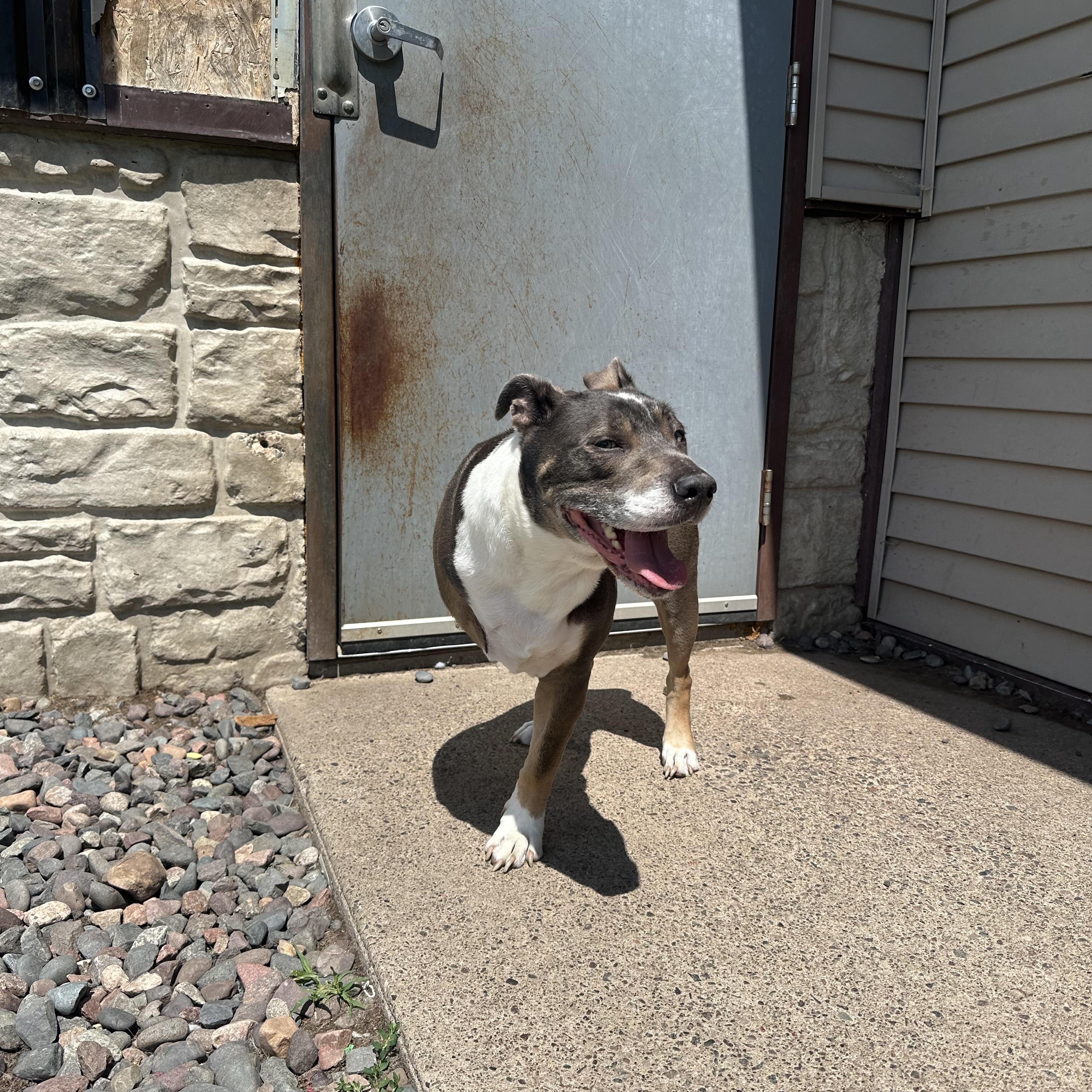 Enlarge Cub, a Adoptable mixed breed in Chippewa Falls, WI image 2/3