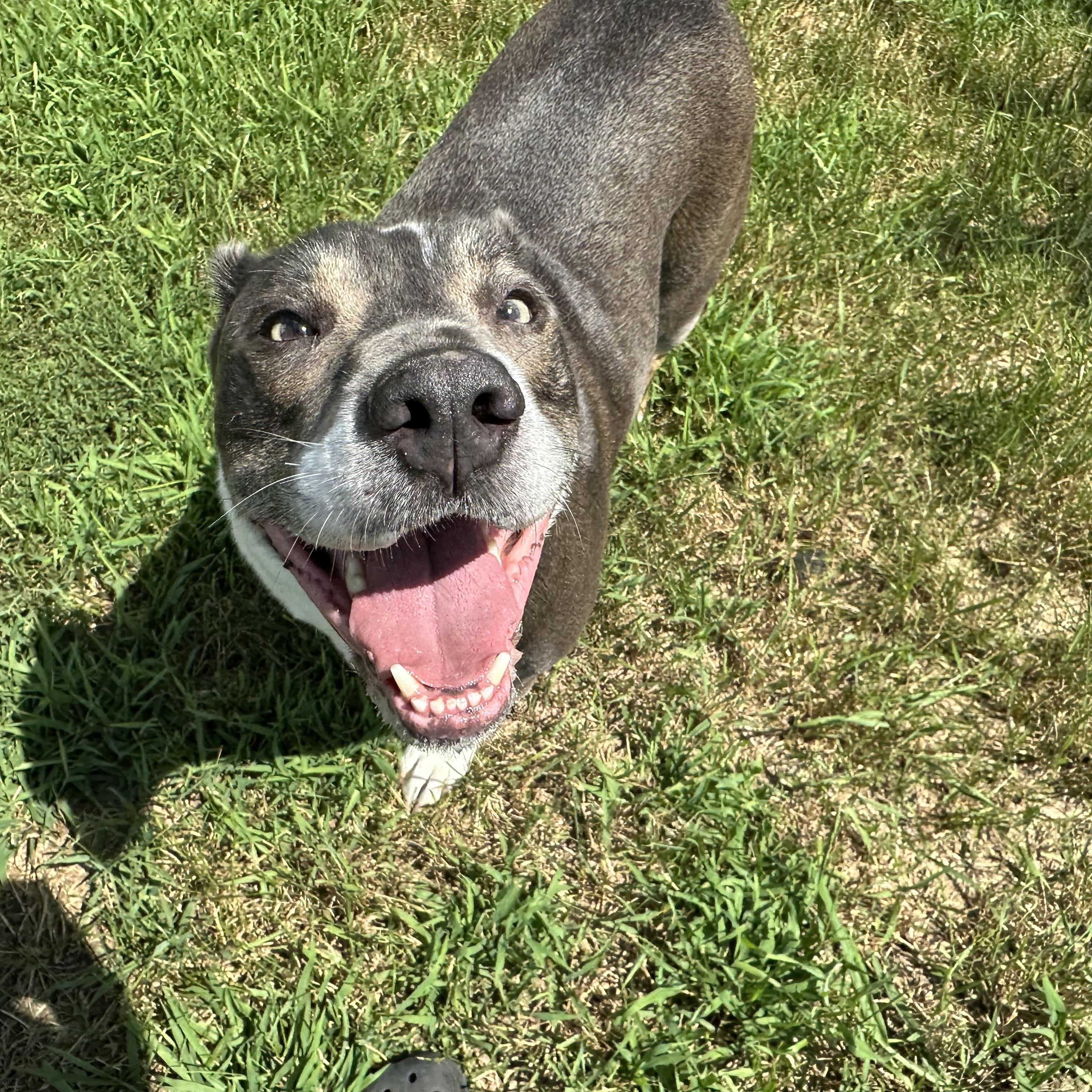 Enlarge Cub, a Adoptable mixed breed in Chippewa Falls, WI image 3/3