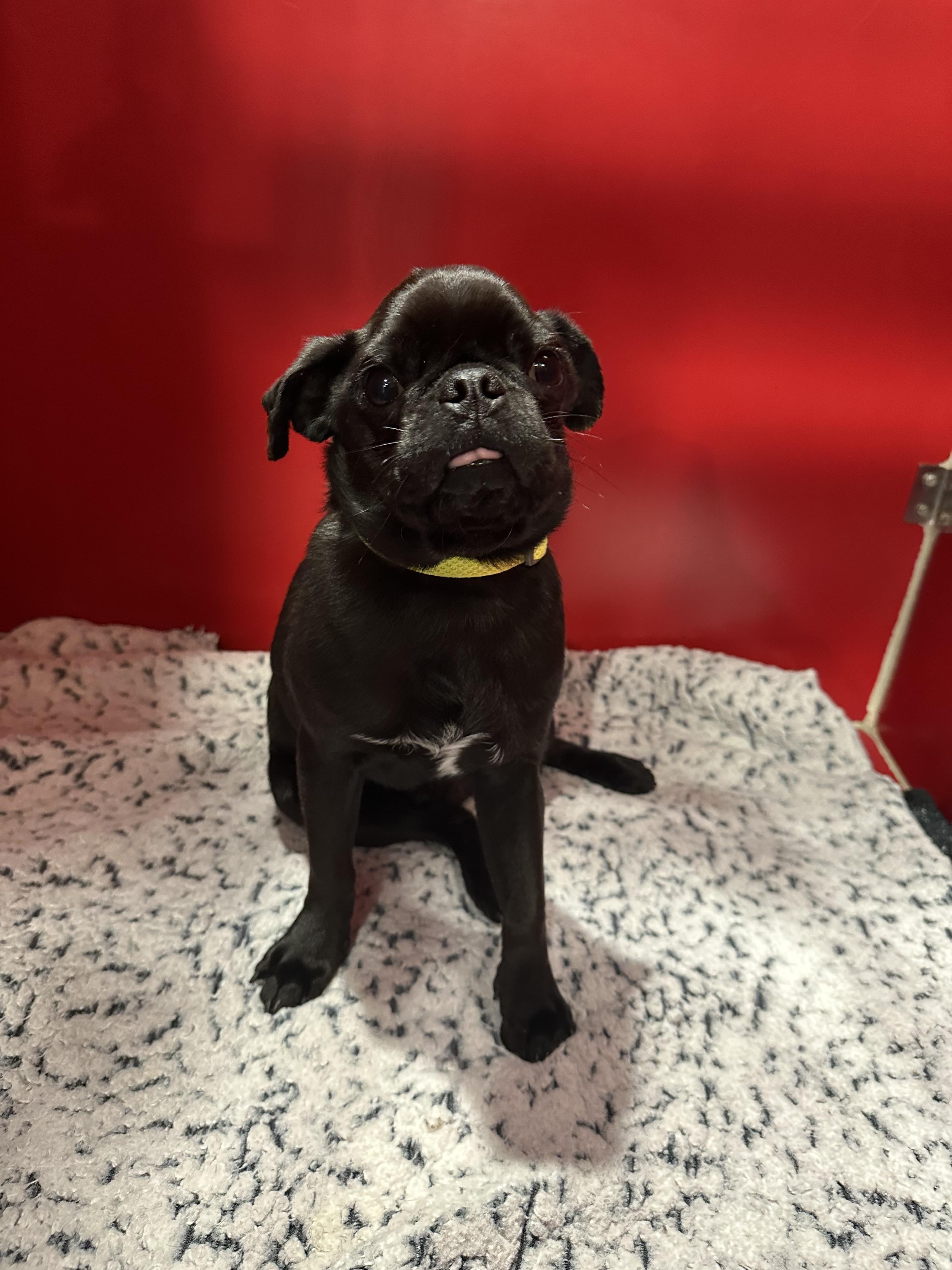Enlarge Diesel, a ADOPTABLE Pug in Seattle, WA image 2/2