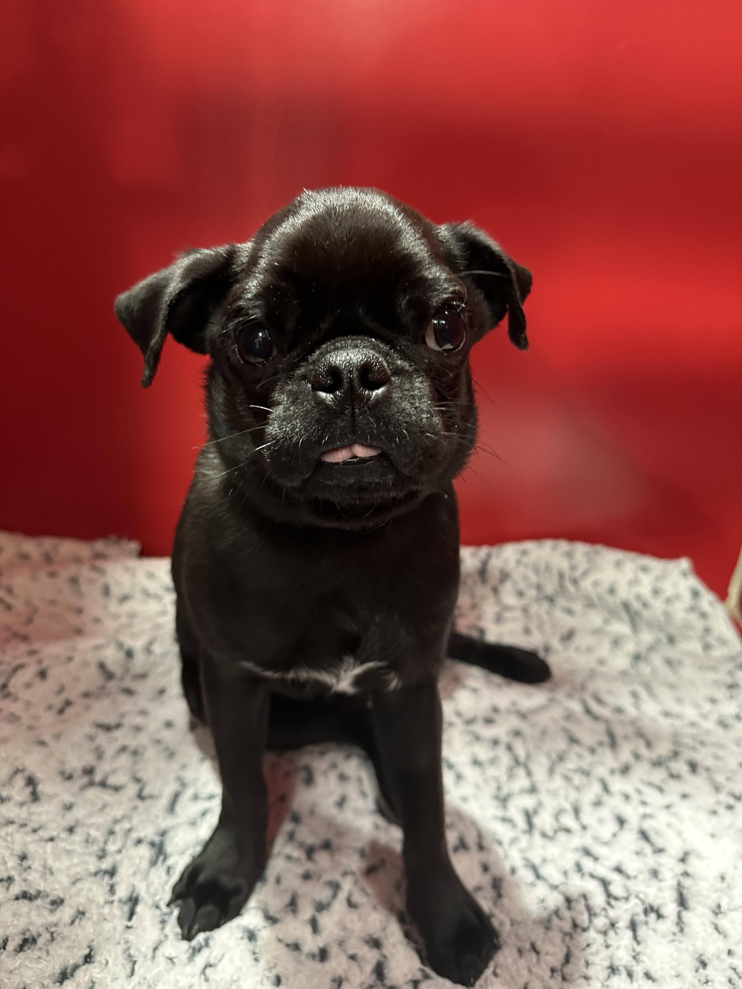 Enlarge Diesel, a ADOPTABLE Pug in Seattle, WA image 1/2