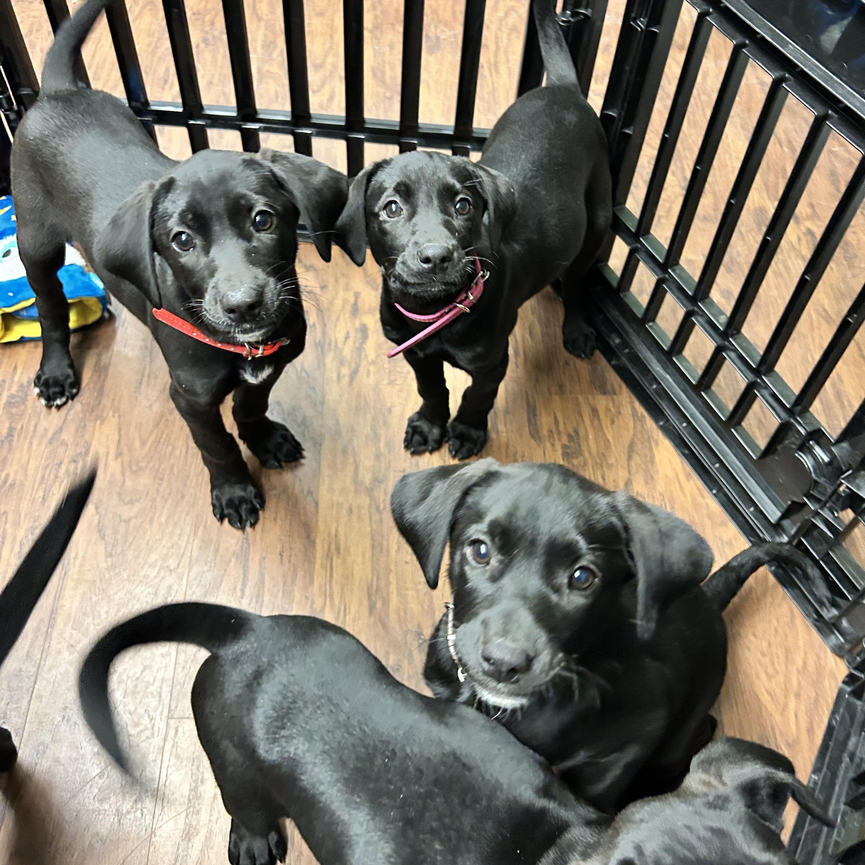 Enlarge Puppies 1-male 3-female , an adopted mixed breed in Howes Cave, NY image 5/5
