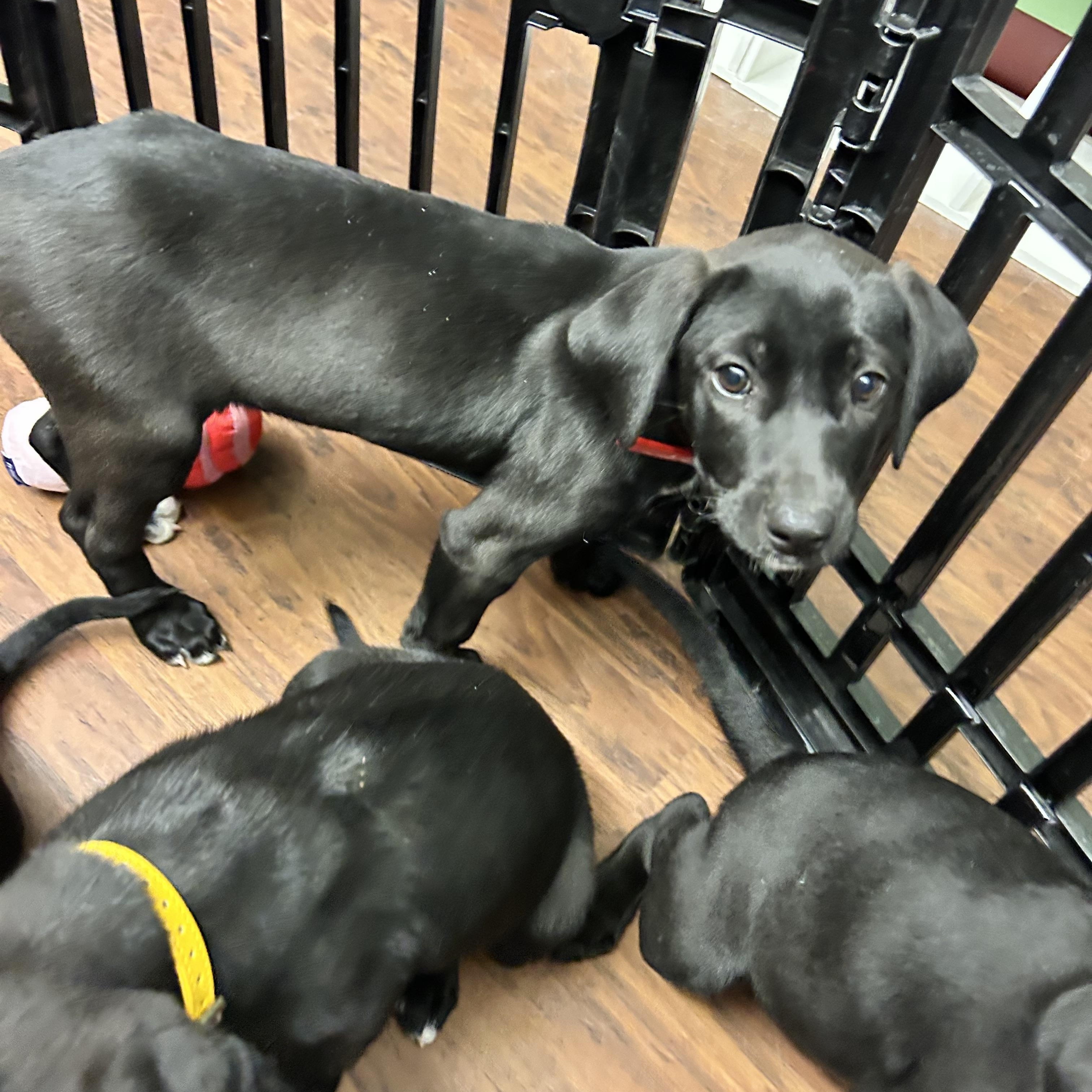 Enlarge Puppies 1-male 3-female , an adopted mixed breed in Howes Cave, NY image 4/5