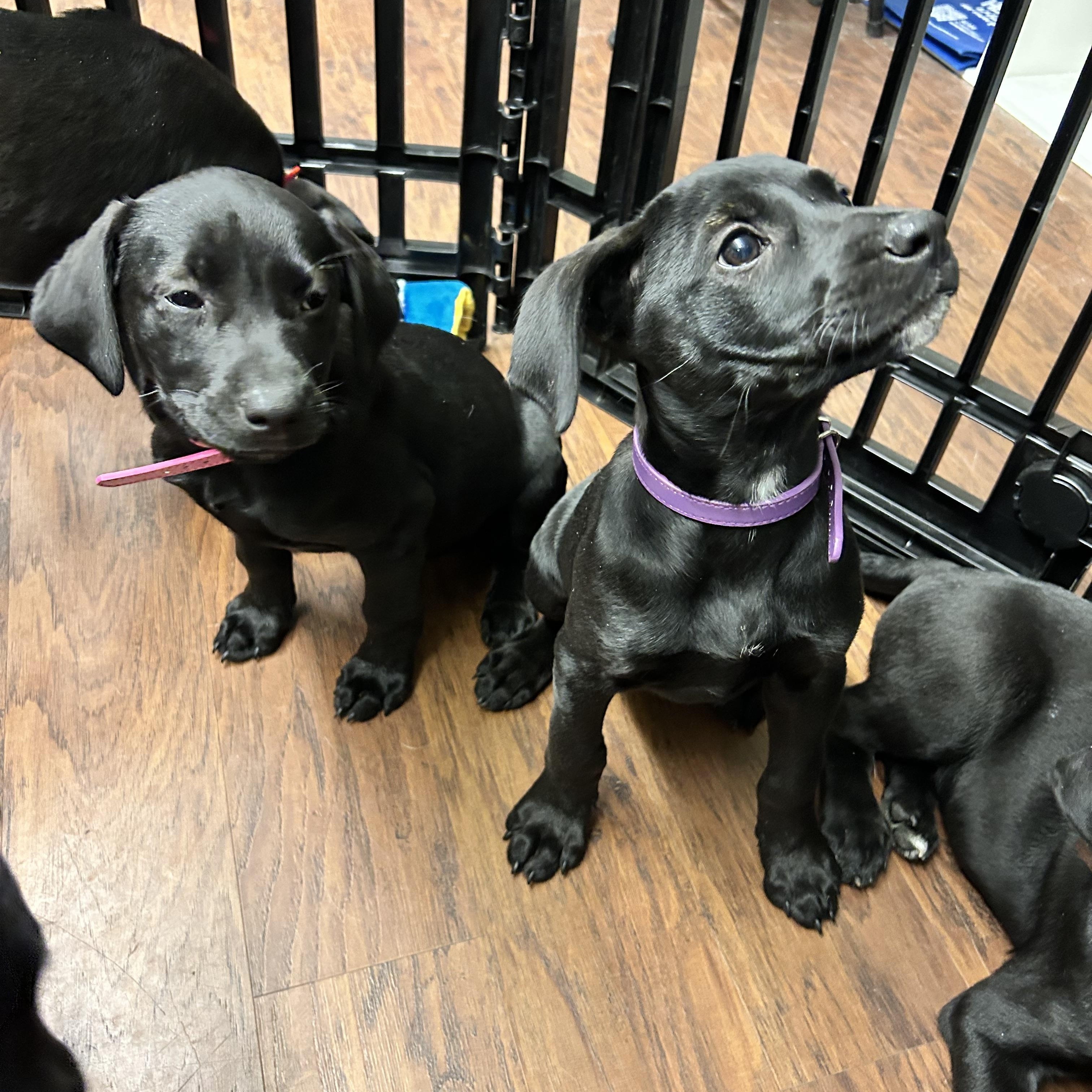 Enlarge Puppies 1-male 3-female , an adopted mixed breed in Howes Cave, NY image 3/5