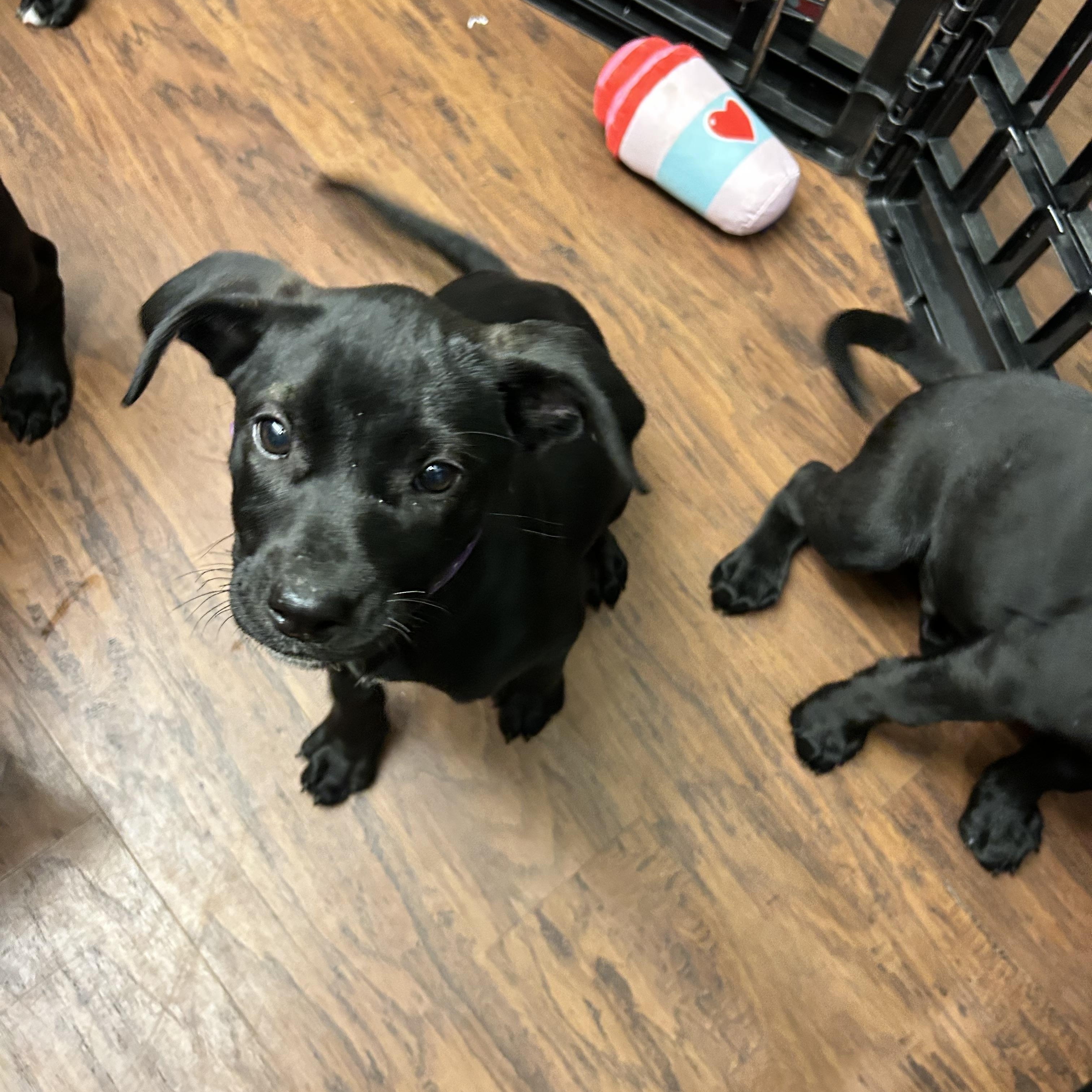 Enlarge Puppies 1-male 3-female , an adopted mixed breed in Howes Cave, NY image 2/5