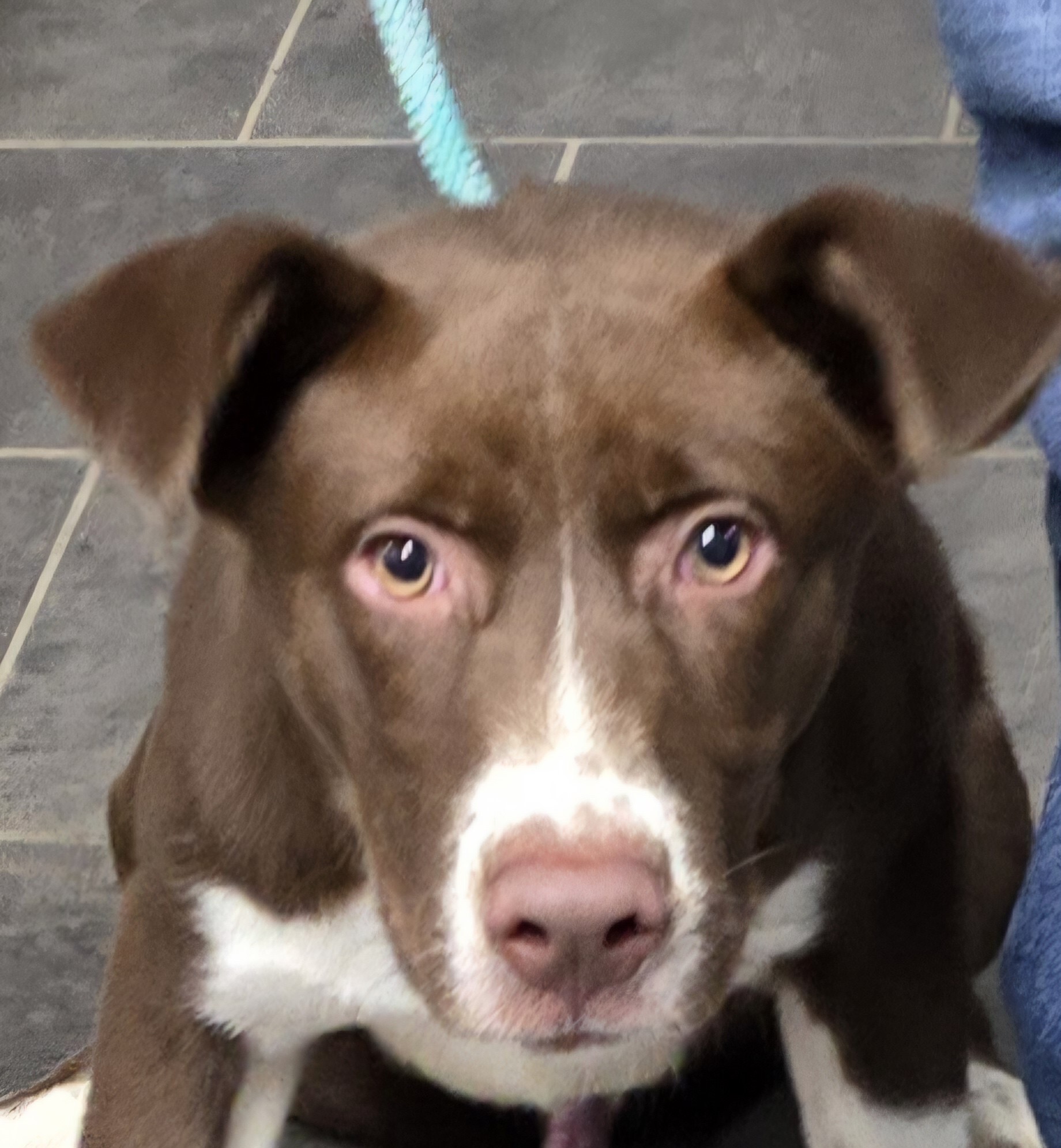 Dog for adoption Dude, a Chocolate Labrador Retriever Mix in